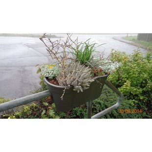 Blumenkasten Flowerclip XL 