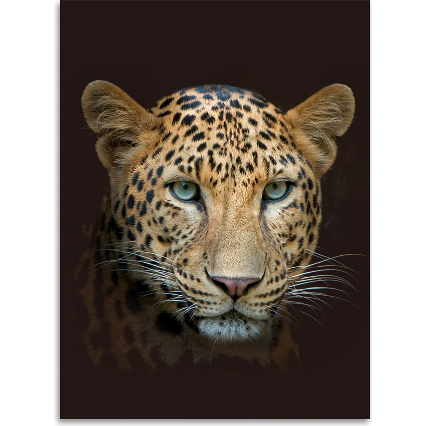 Kinzler Digitalbedruckte Wohndecke Leopard, 150 x 200 cm 