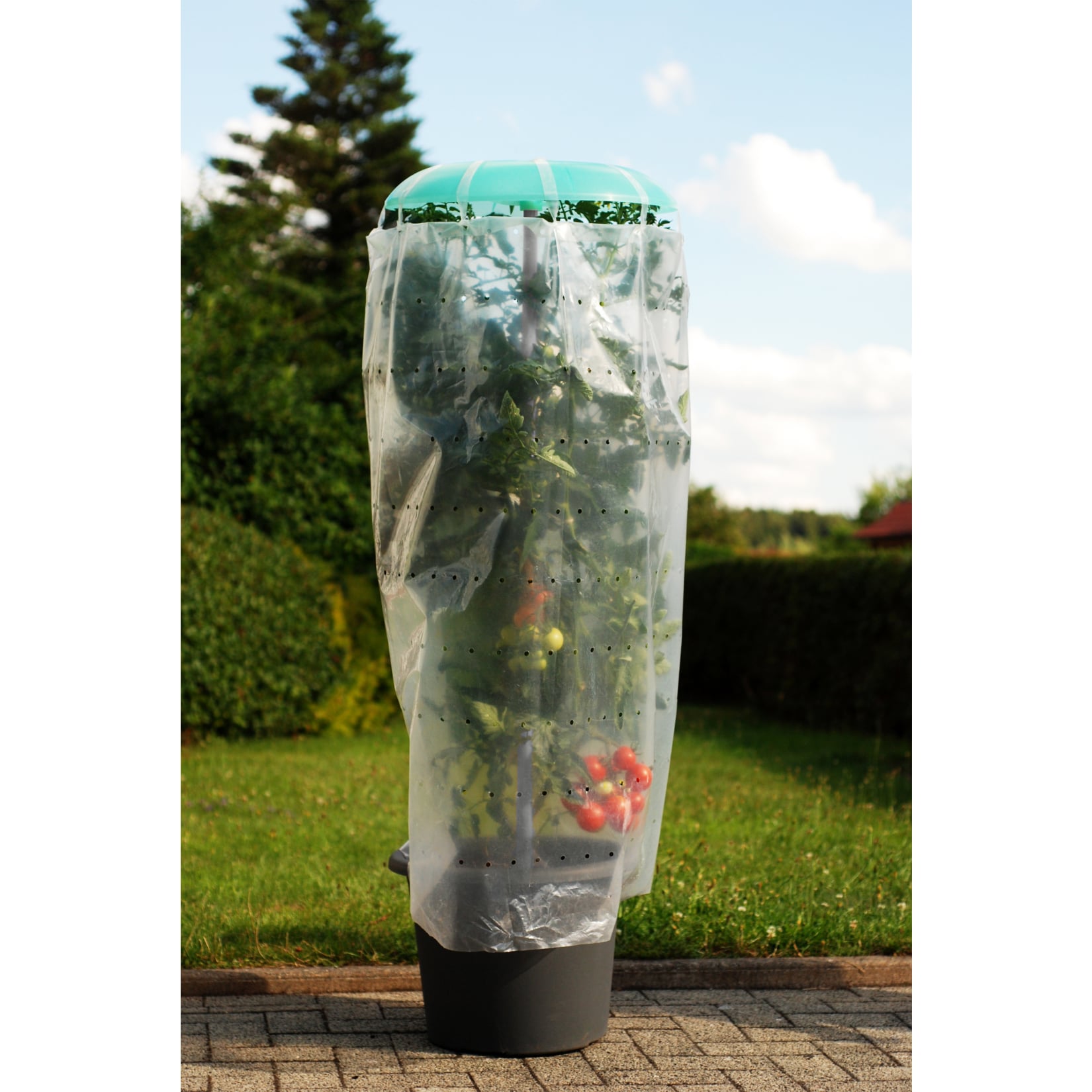 Pflanzhilfe Tomatenhut 2er Set mit Schutzfolie 