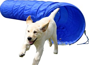 Agility Tunnel zusammenfaltbarer Tunnel für Hundesport | versch. Größen 