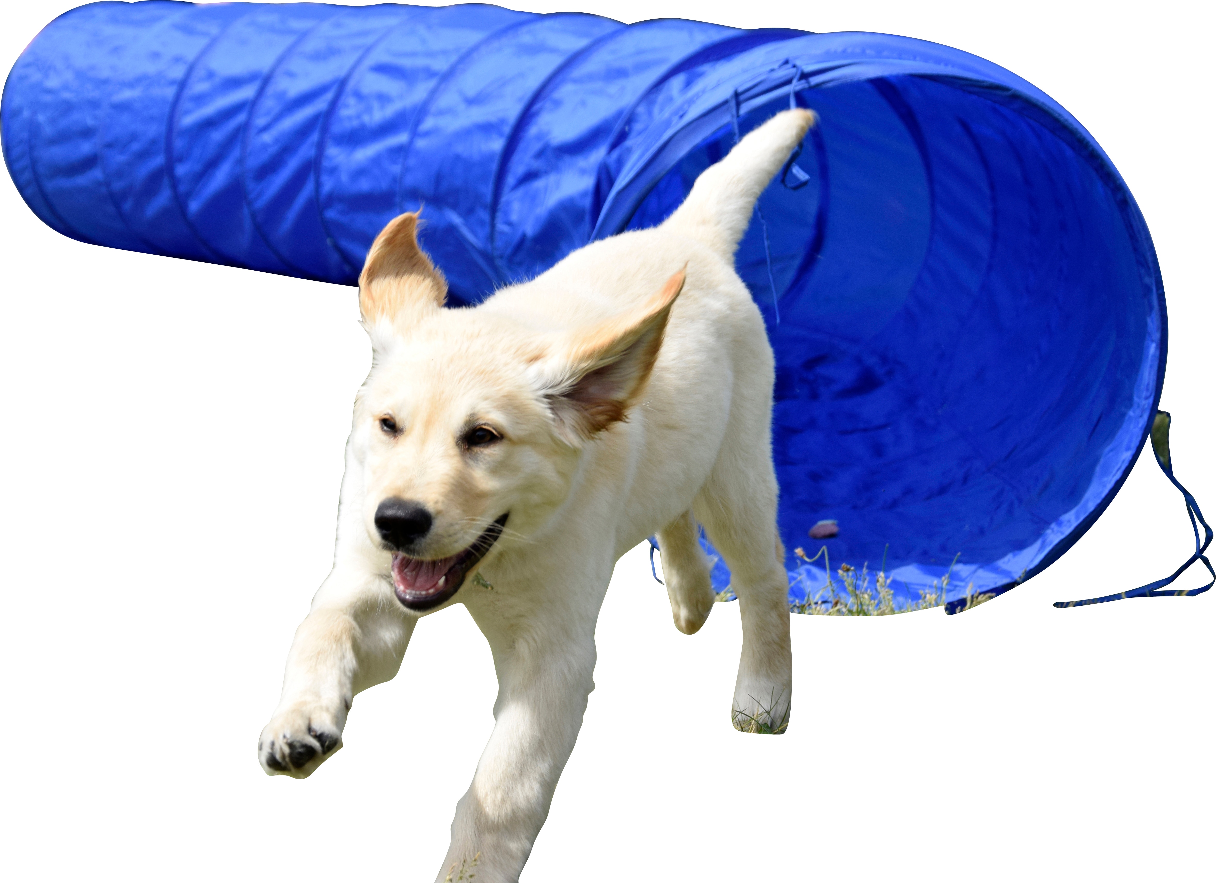 Agility Tunnel zusammenfaltbarer Tunnel f&uuml;r Hundesport | versch. Gr&ouml;&szlig;en 