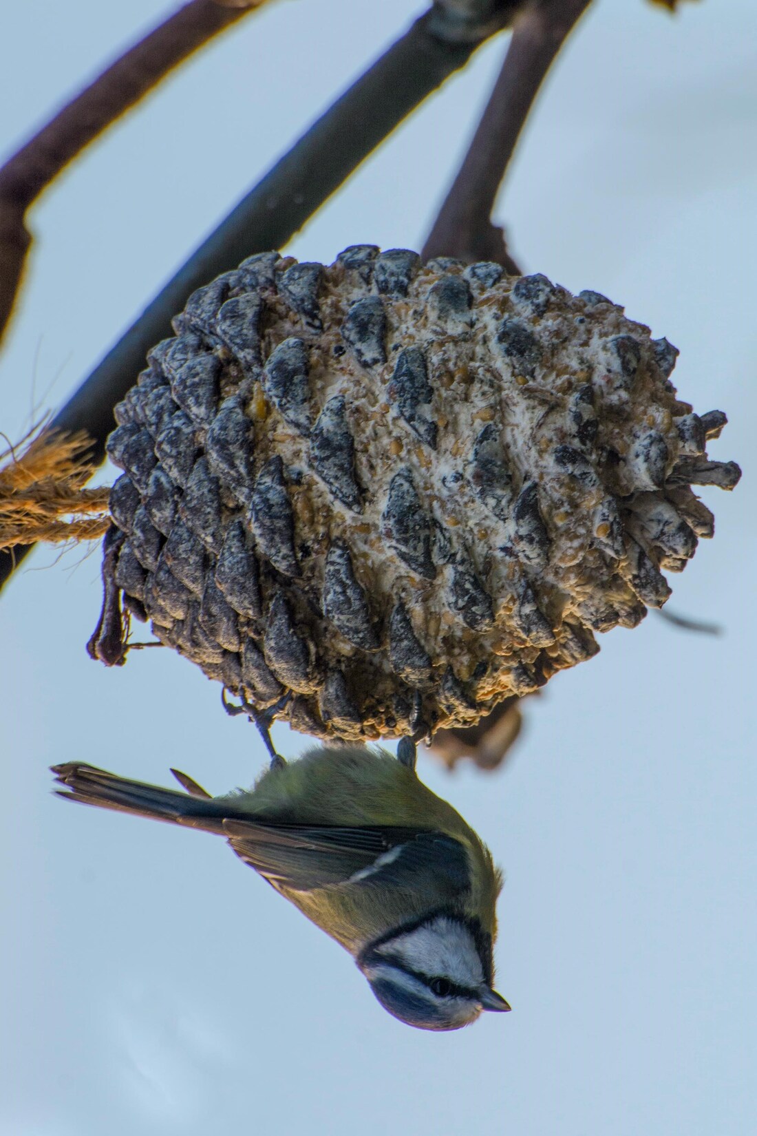 dobar Vogelfuttermix - versch. Varianten