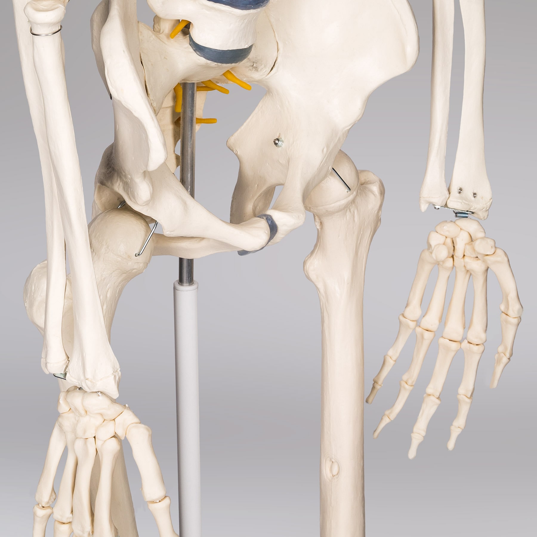 Cranstein A-111 Skelett-Modell lebensgroß 180cm im Anatomie Skelett