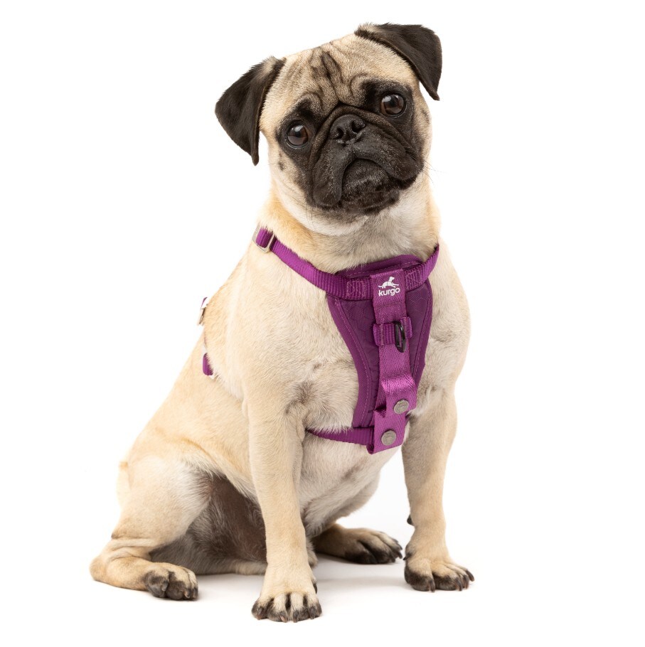 Kurgo Tru-Fit Autosicherheitsgeschirr für Hunde, Größe XS, Lila