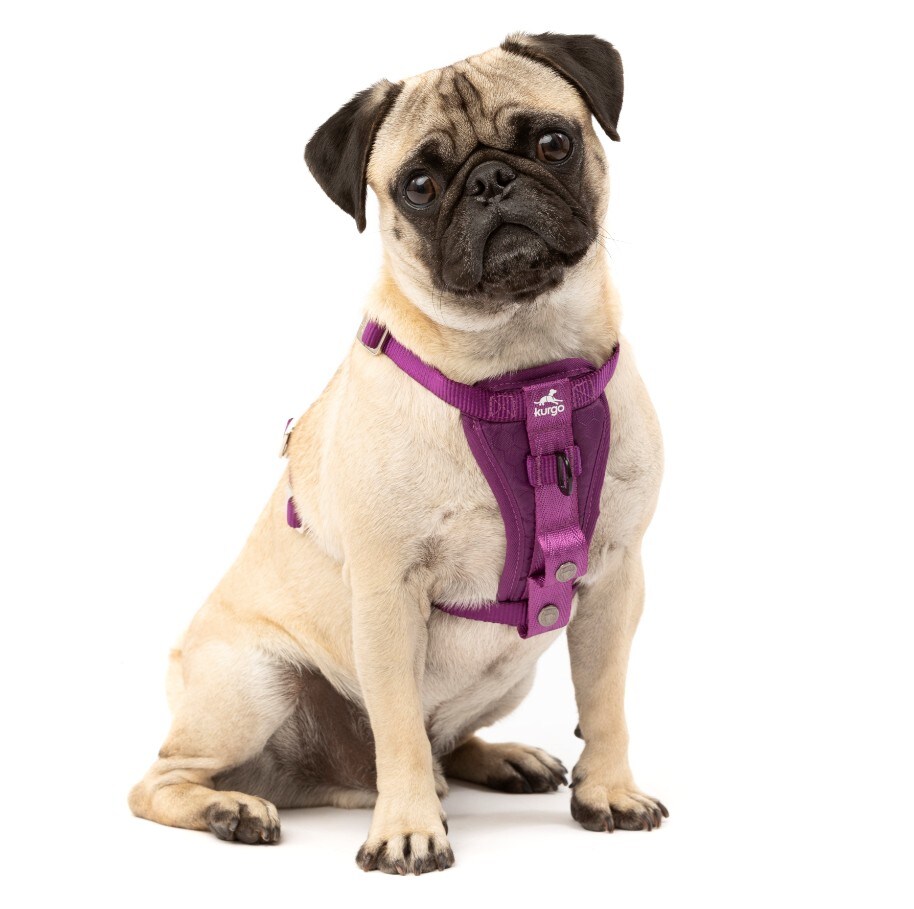 Kurgo Tru-Fit Autosicherheitsgeschirr für Hunde, Größe S, Lila