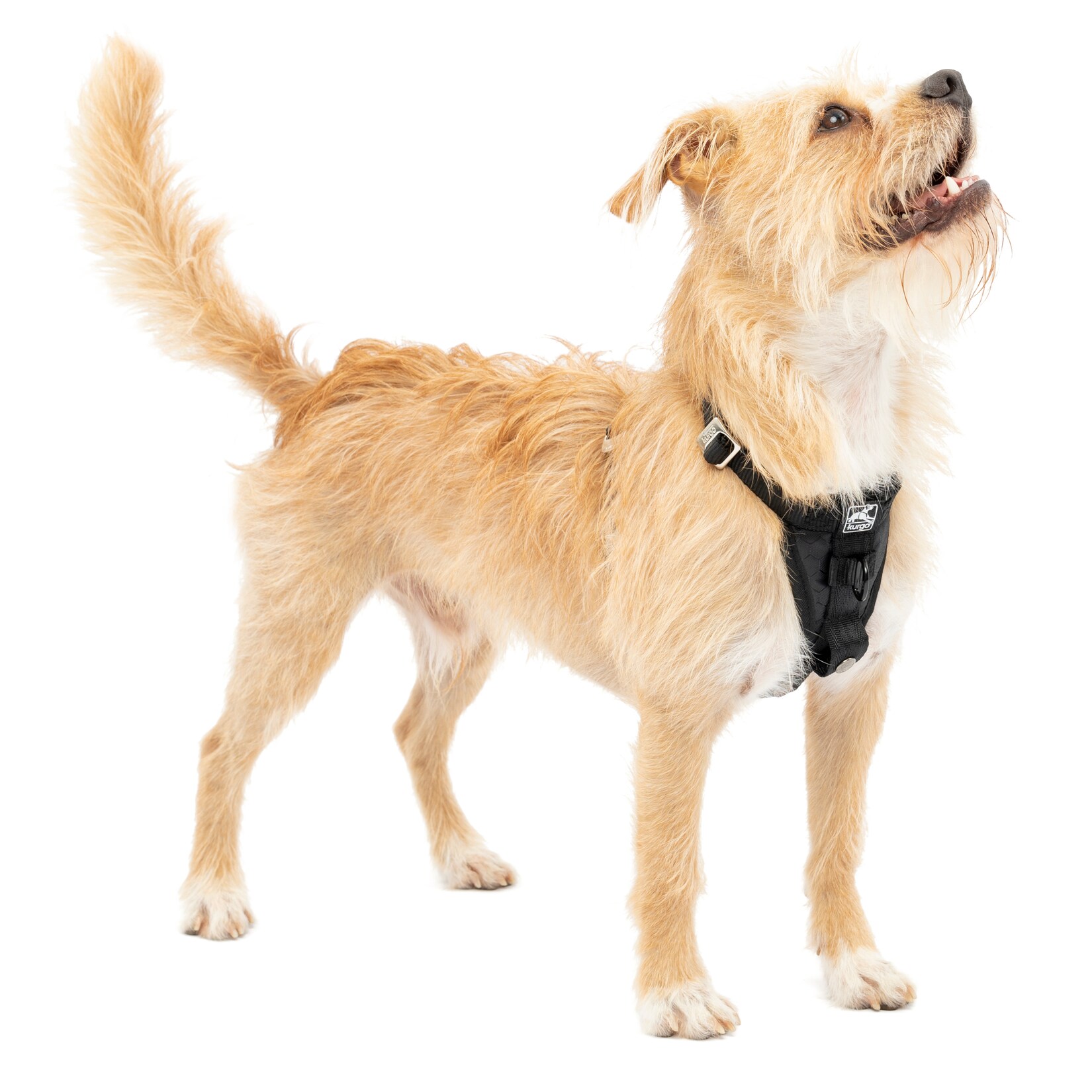 Kurgo Tru-Fit Autosicherheitsgeschirr für Hunde, Größe S, Schwarz