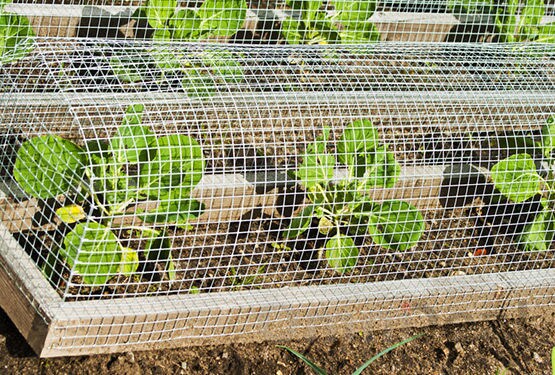 25m x 100cm Volierendraht - Verzinkt 19x19mm - Maschendrahtzaun Kaninchendraht 