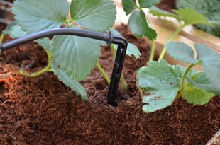 Palram - Canopia | Bewässerungssystem, Micro-Drip-System für Gewächshaus 