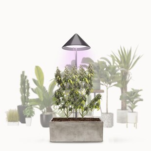 VENSO LED Pflanzenlampe Vollspektrum CANNA SUNLiTE, 30W Parus Grow Light, Ausziehbarer Teleskopstab bis 170cm, Ideal für 1-2 Cannabis Pflanzen, Indoor Anzucht, 4000K, IP54, EU-Stecker 