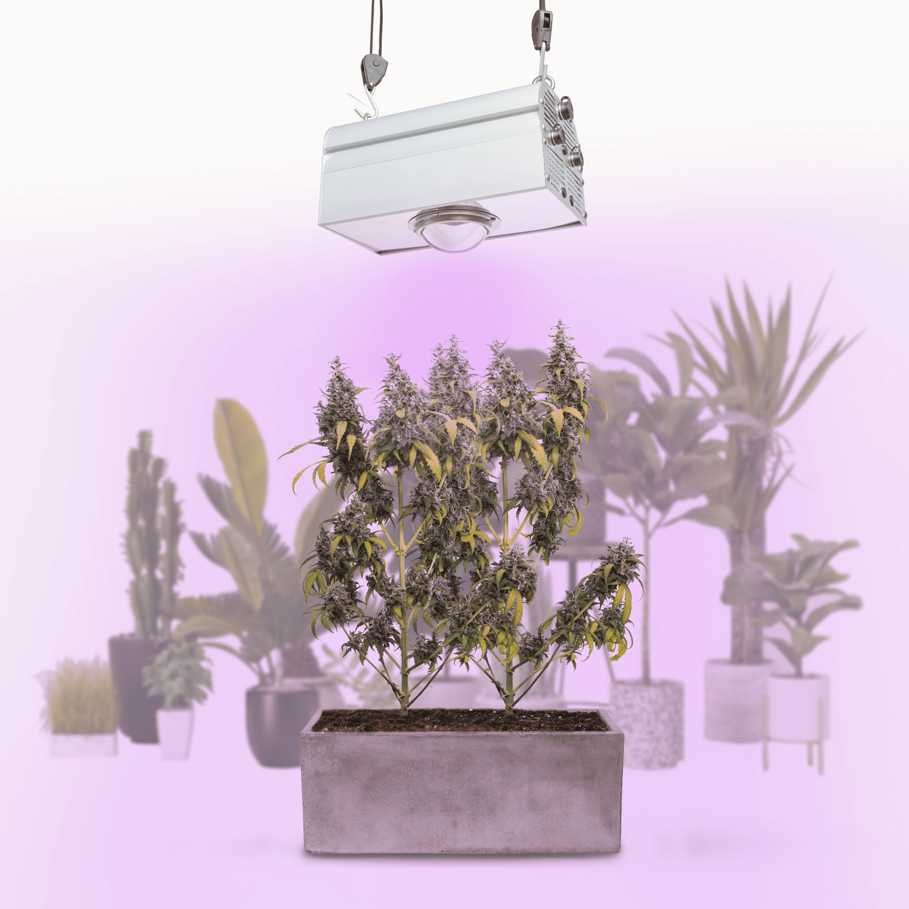 Parus by Venso CANNA BULB 150, LED Pflanzenlampe, 150 Watt Pflanzenlicht mit Vollspektrum LED + Infrarot, f&uuml;r 2-3 Pflanzen, Abstrahlwinkel 120&deg; 