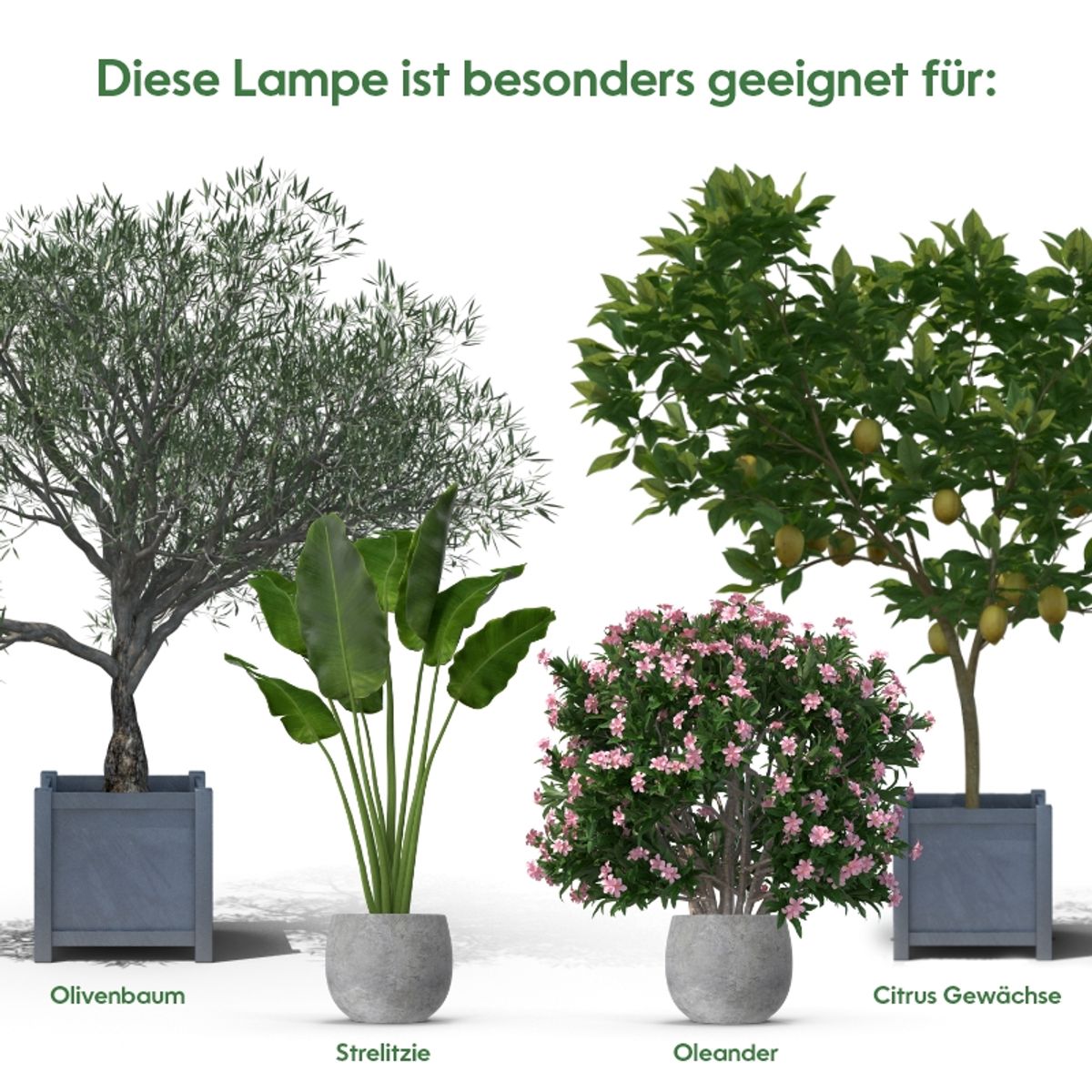 Parus by Venso GrowLight Winter E27 LED Pflanzenlampe 18W 140, Venso  Ecosolutions Vollspektrum LED berwinterungslampe Pflanzenlampe LED  Vollspektrum, LED Birne, Vollspektrum E27 Pflanzenlampe Birne bei Marktkauf  online bestellen