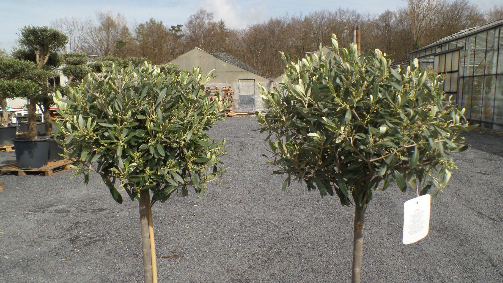 Olivenbaum Olive 160 - 180 cm Hochstamm, beste Qualitt, winterhart bei  Marktkauf online bestellen