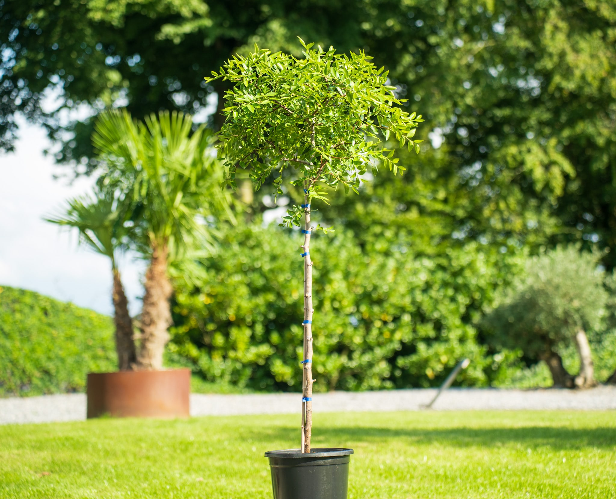 chin. Dattel 120 - 150 cm Dattelbaum, Azufaifo Ziziphus jujuba 