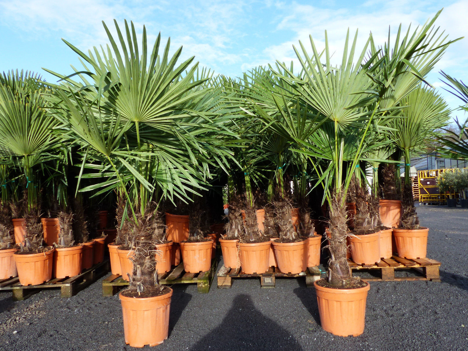 XXL Palme winterhart 140 - 160 cm Trachycarpus fortunei, Hanfpalme, Top-Qualit&auml;t 