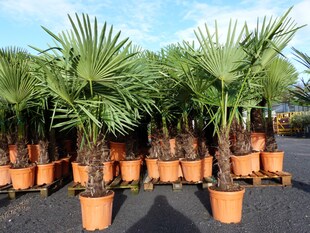 XXL Palme winterhart 140 - 160 cm Trachycarpus fortunei, Hanfpalme, Top-Qualität 