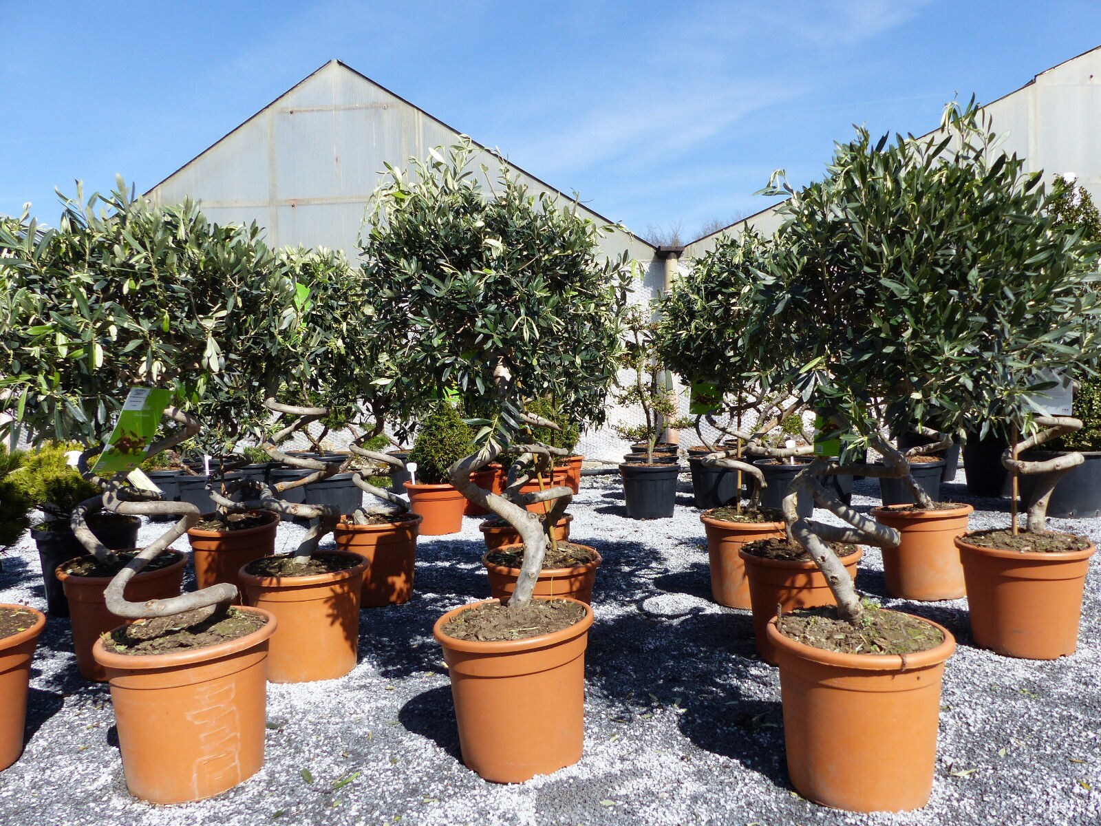 Bonsai Spirale 110-120 cm Olivenbaum, Olive winterhart, Olea europaea