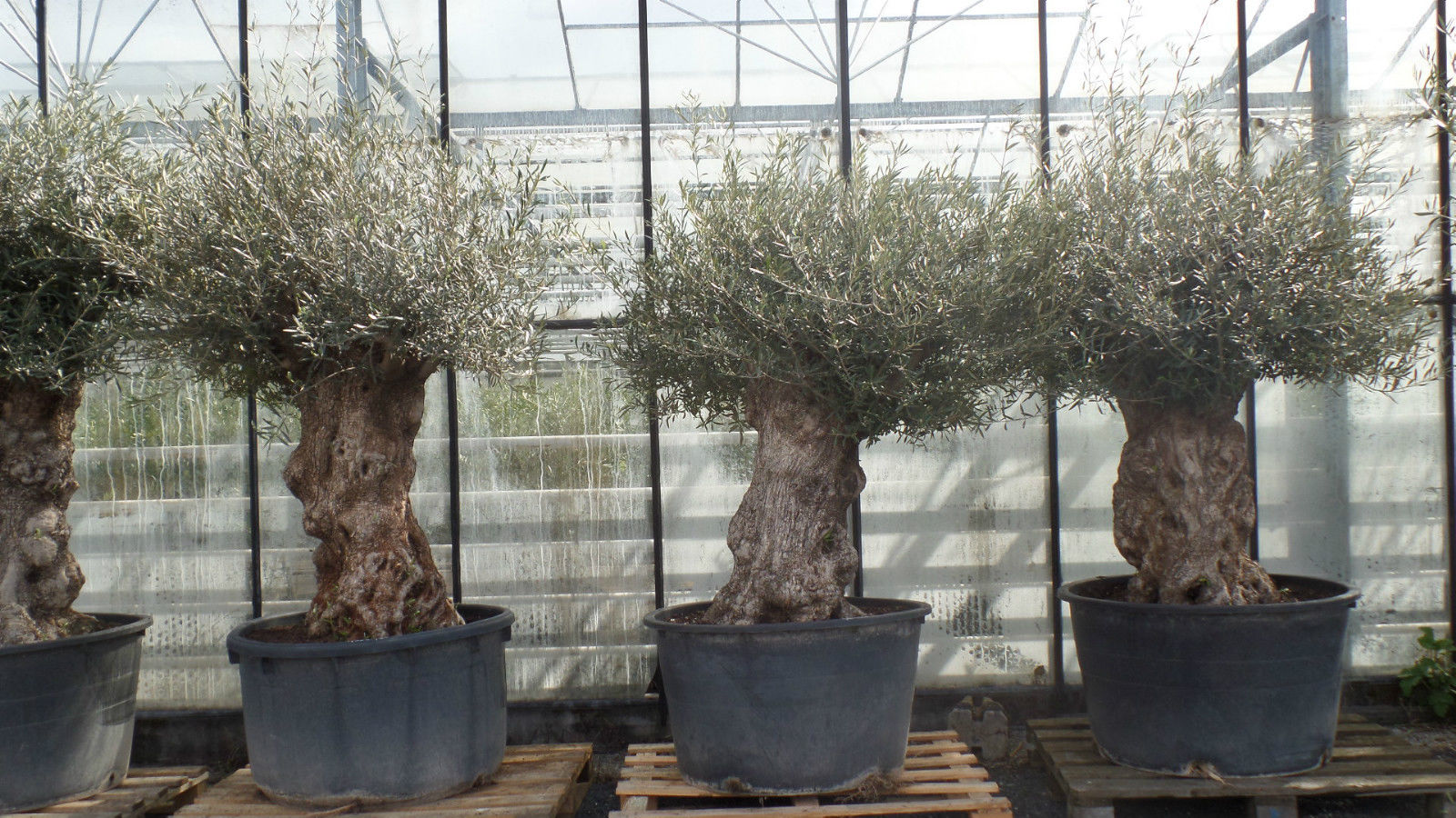 uriger, alter Olivenbaum, knorrige Olive 100 Jahre, winterhart 