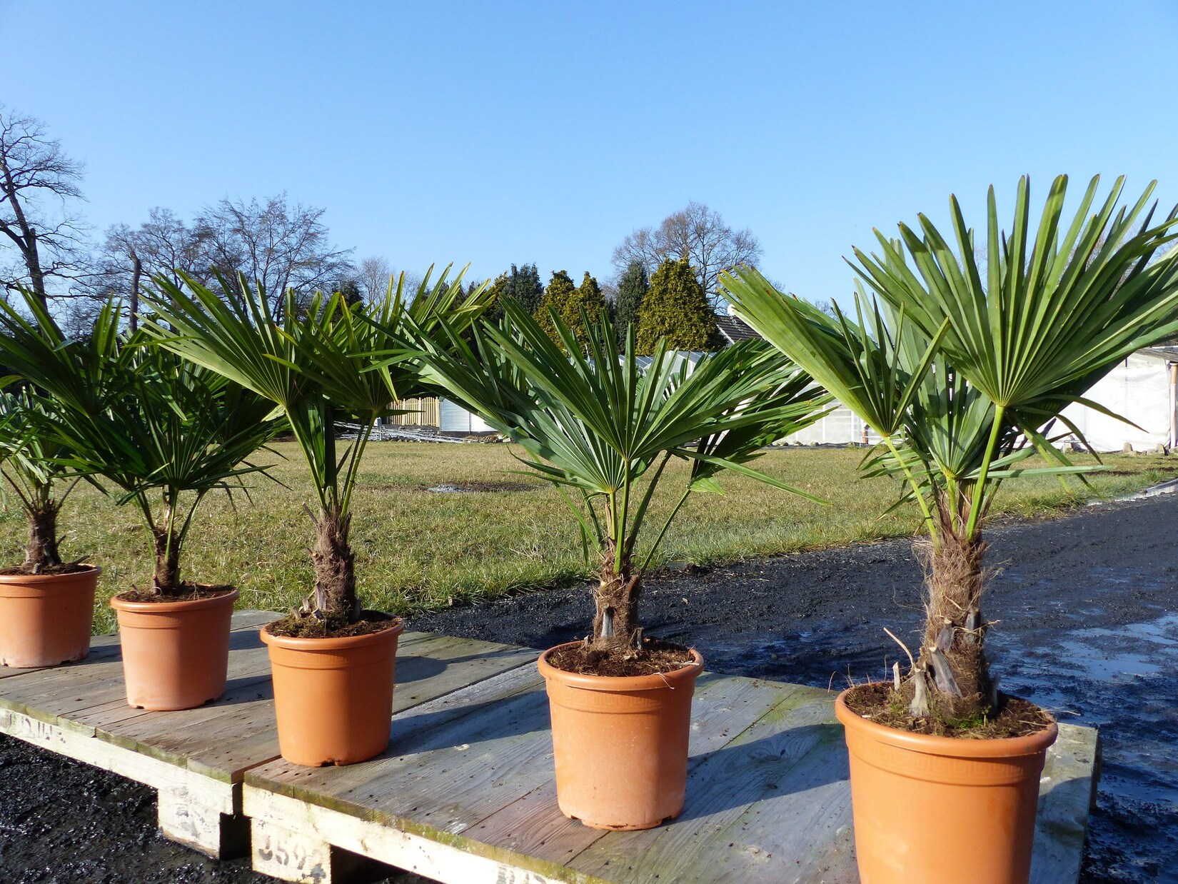 Hanfpalme "M" Palme Trachycarpus fortunei winterhart, Premiumqualität