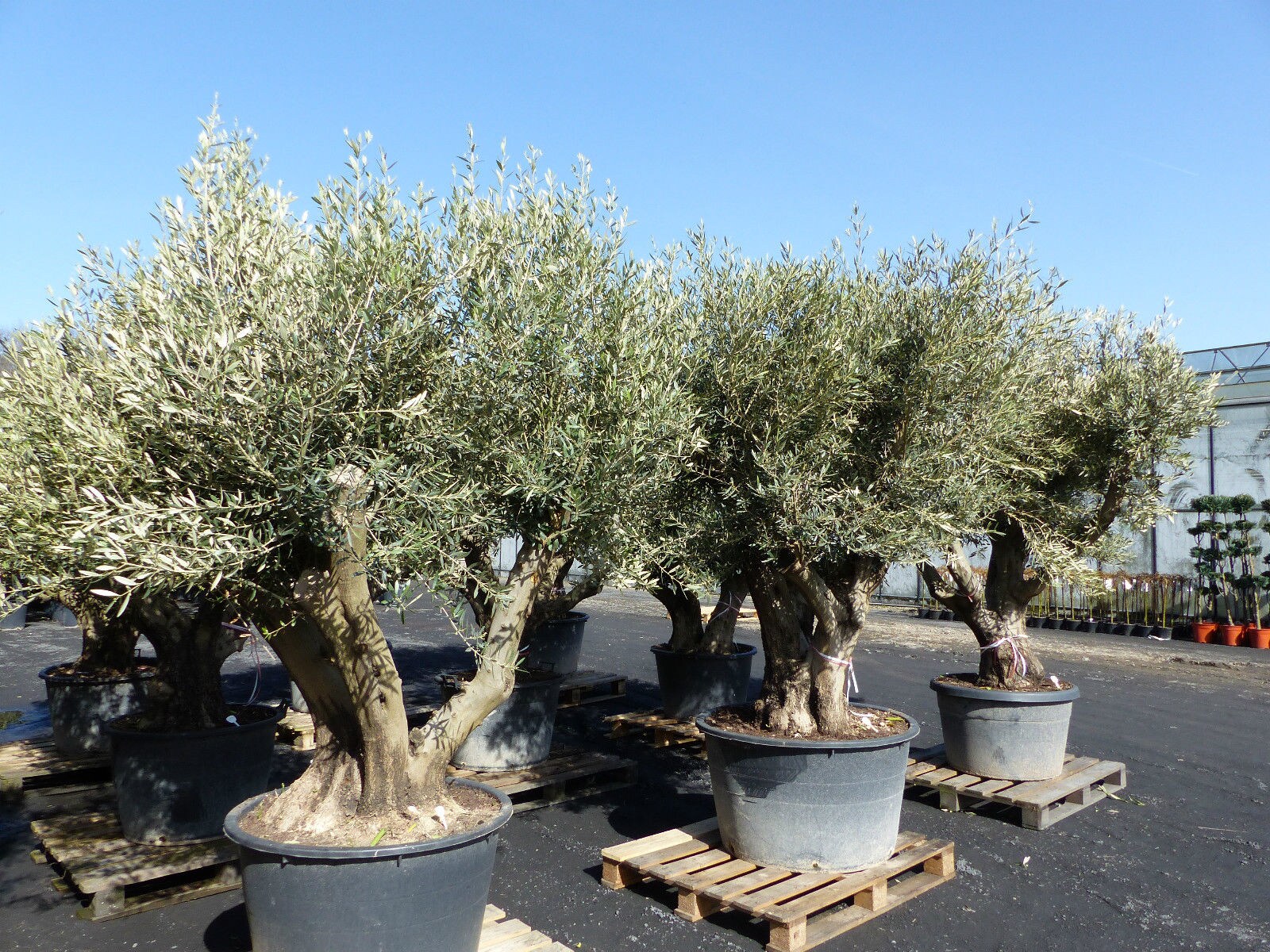 verzweigter, uriger, alter Olivenbaum 230-250cm, knorrige Olive, Olea  Europaea, winterhart bei Marktkauf online bestellen