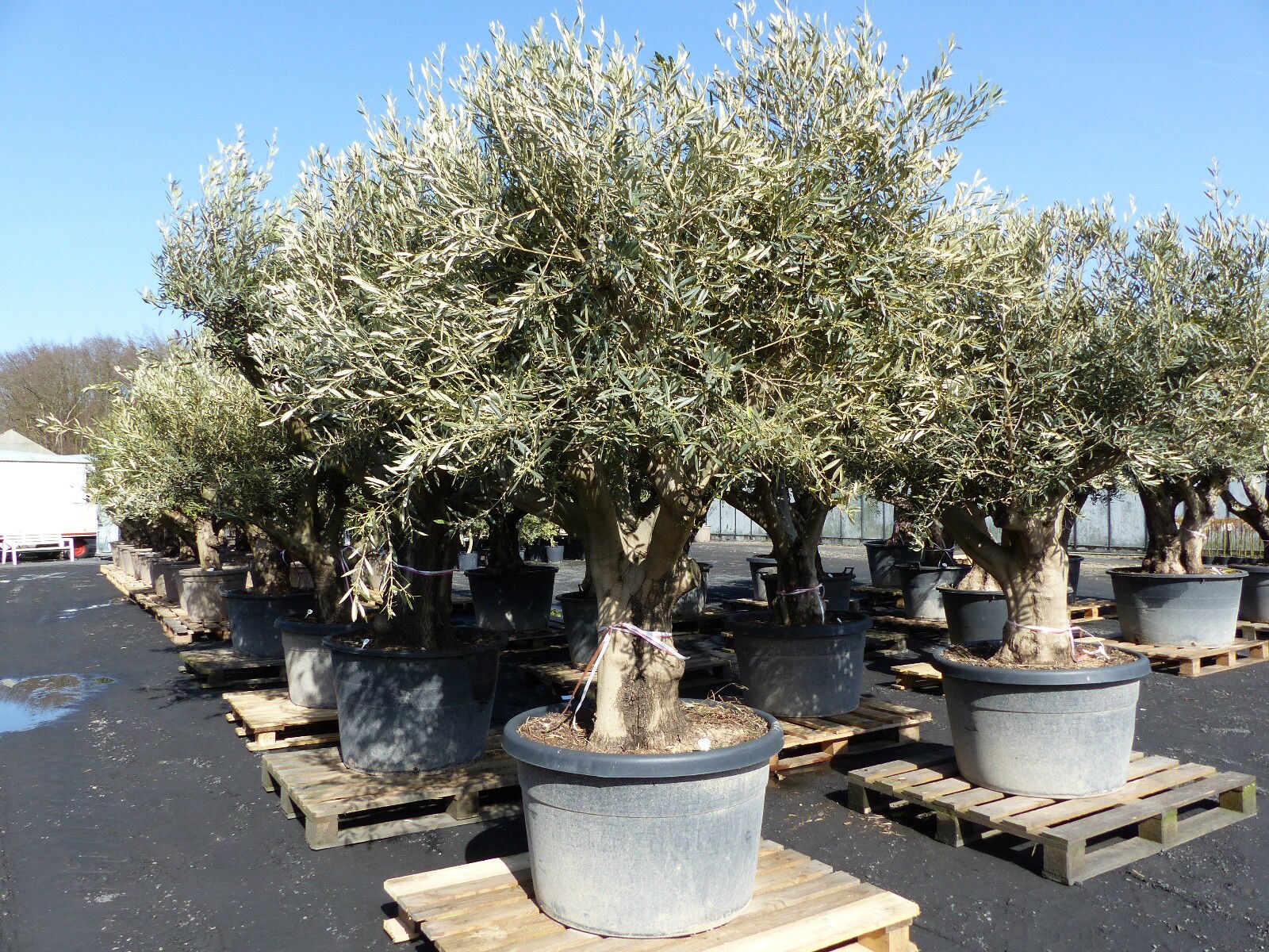 verzweigter, uriger, alter Olivenbaum 230-250cm, knorrige Olive, Olea  Europaea, winterhart bei Marktkauf online bestellen
