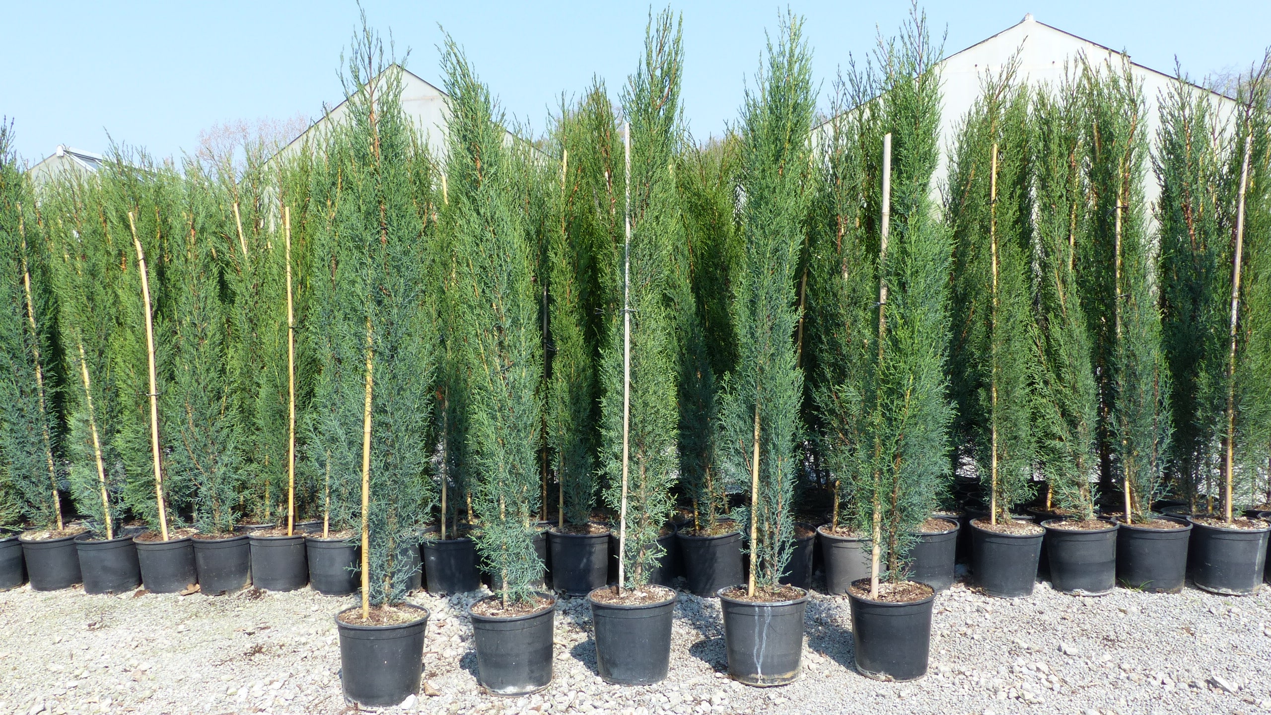 3x Mittelmeerzypresse 140-160 cm S&auml;ulen Toskana Zypressen Zypresse Cupressus Semper 