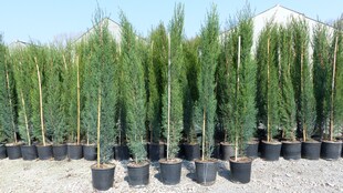 3x Mittelmeerzypresse 140-160 cm Säulen Toskana Zypressen Zypresse Cupressus Semper 