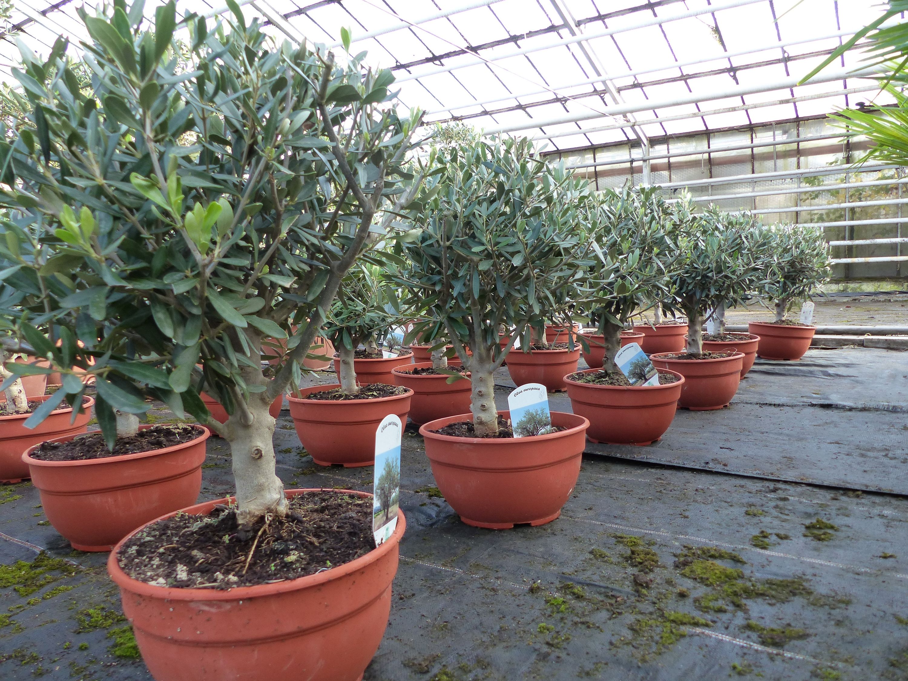 Olivenbaum Bonsai Formgeh&ouml;lz, Olive winterhart, Olea europaea 50 - 60 cm 