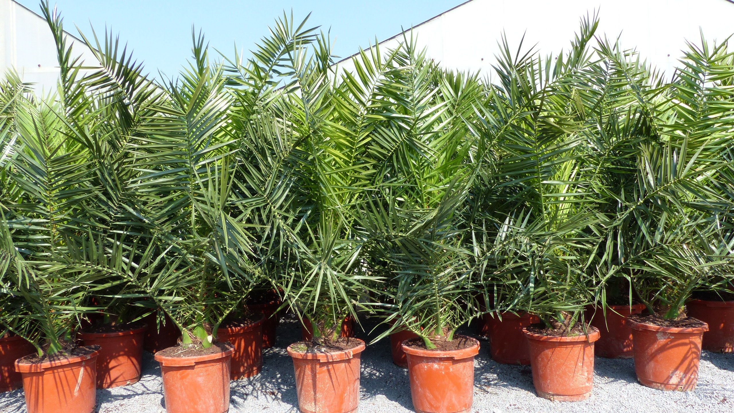 Palme XXL 180 cm Phoenix canariensis, kanarische Dattelpalme, winterhart 