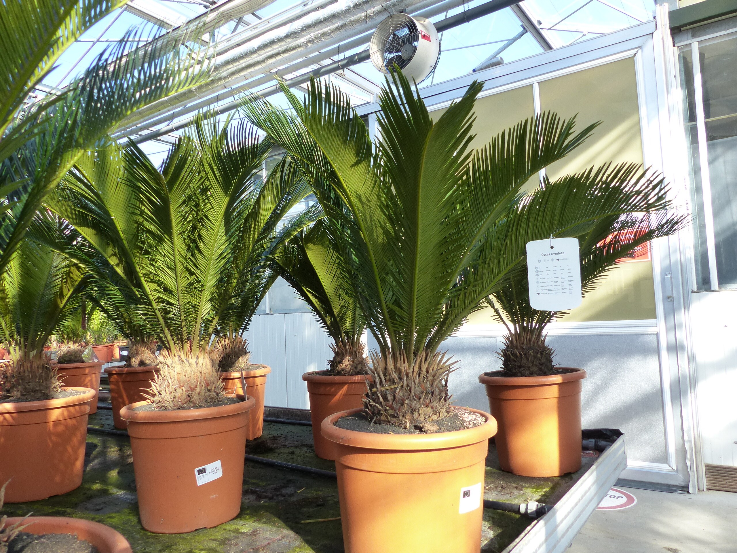 XL Palmfarn 70 - 100 cm Cycas Revoluta Sagopalme Palme, innen + au&szlig;en 