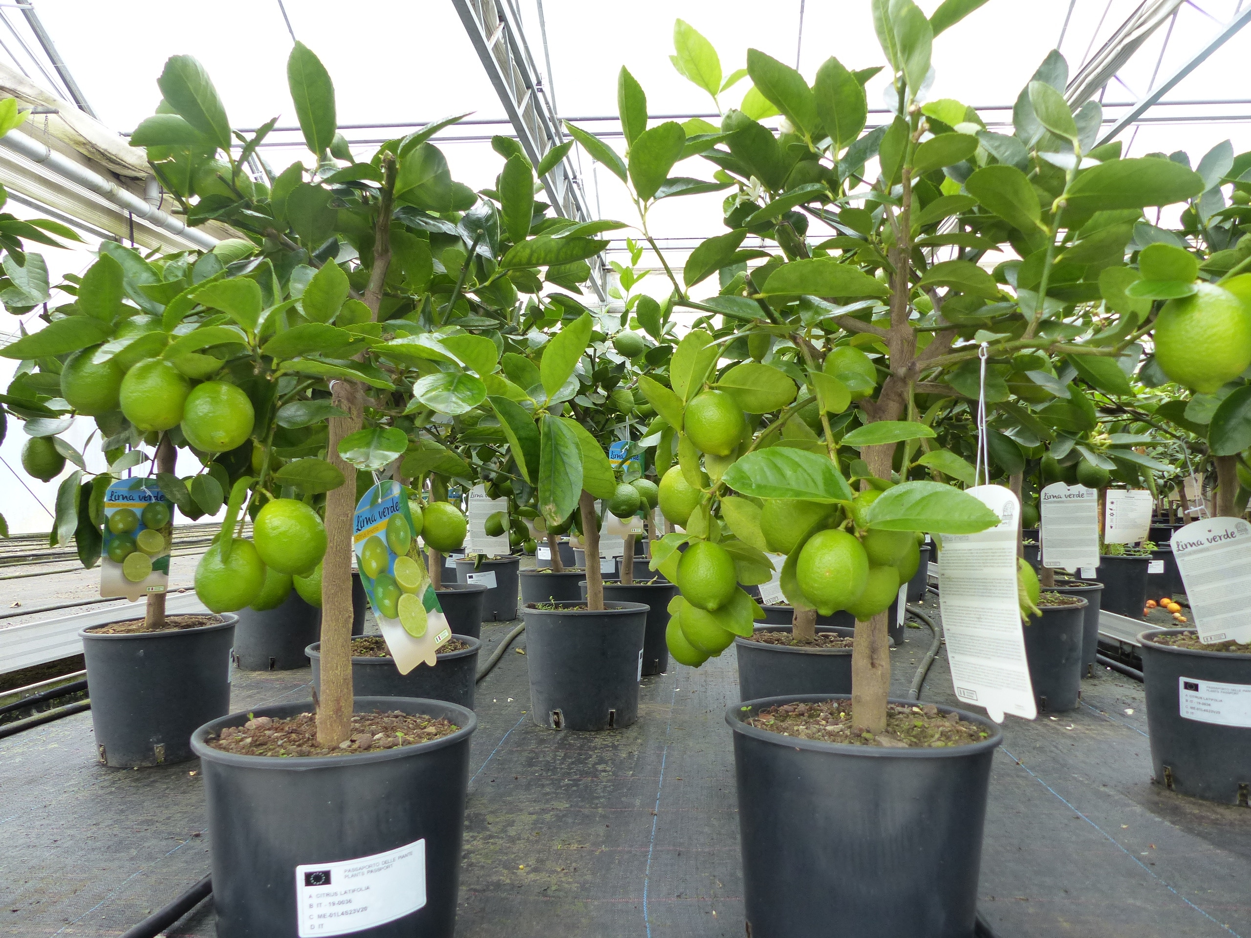 echte Caipi Limette Caipirinha Limettenbaum Citrus Lime 70 - 90 cm Zitruspflanze 