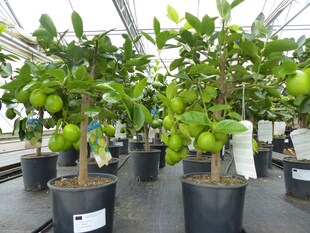 echte Caipi Limette Caipirinha Limettenbaum Citrus Lime 70 - 90 cm Zitruspflanze 