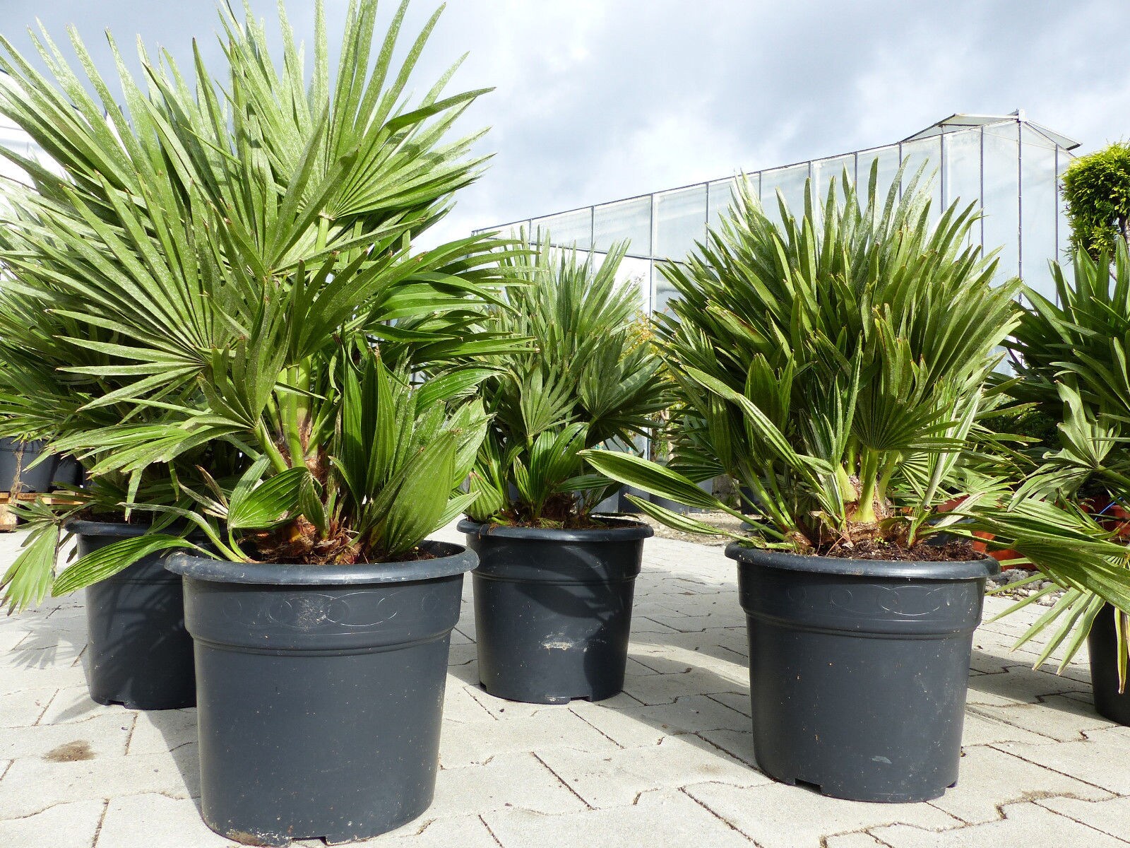 Palme "Vulcano" 60 cm Zwergpalme Chamaerops Humilis, winterhart bis -12&deg;C 