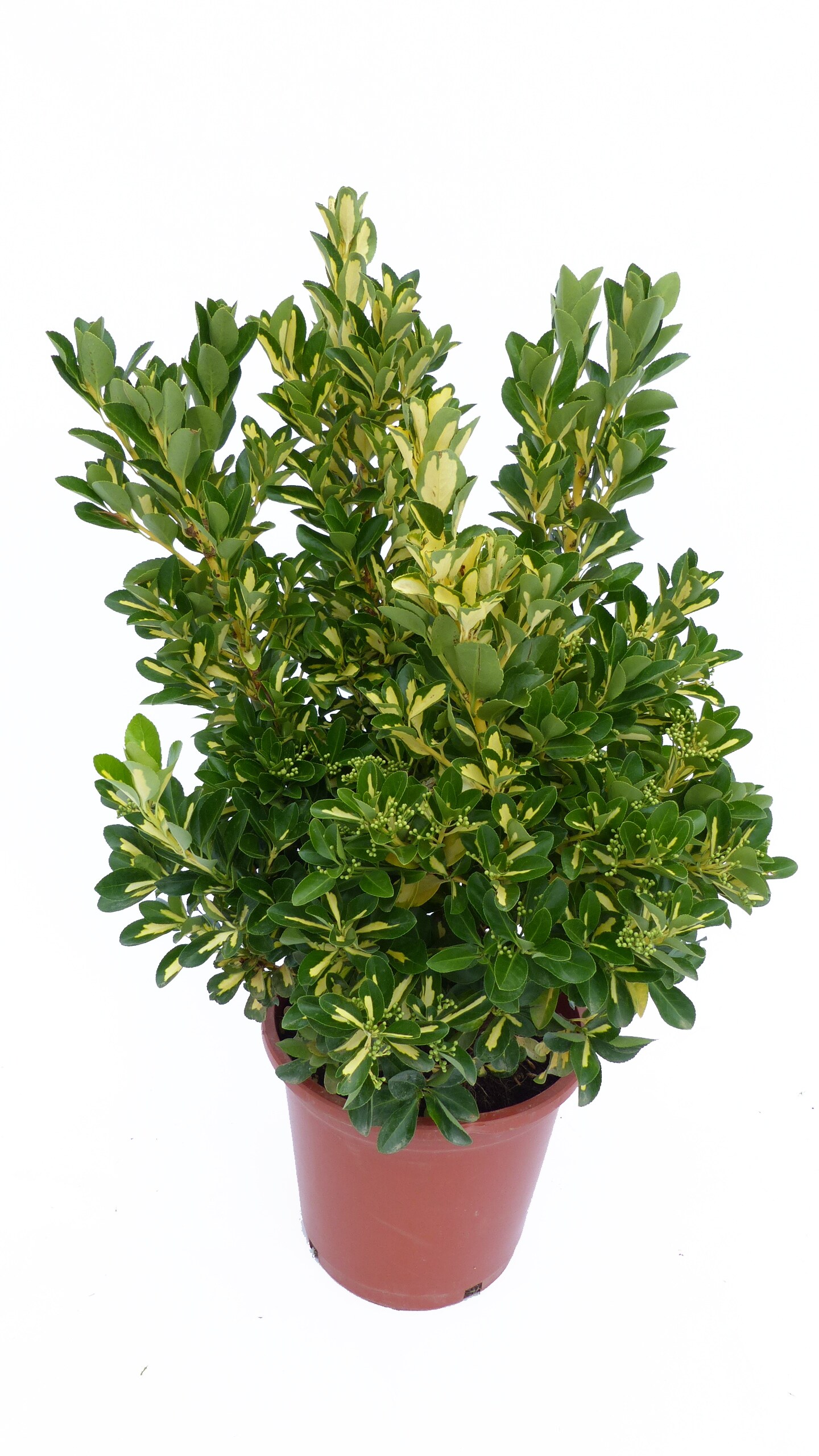Japanischer Spindelstrauch 'Gold Queen' Euonymus japonicus, winterhart, Heckenpflanze 