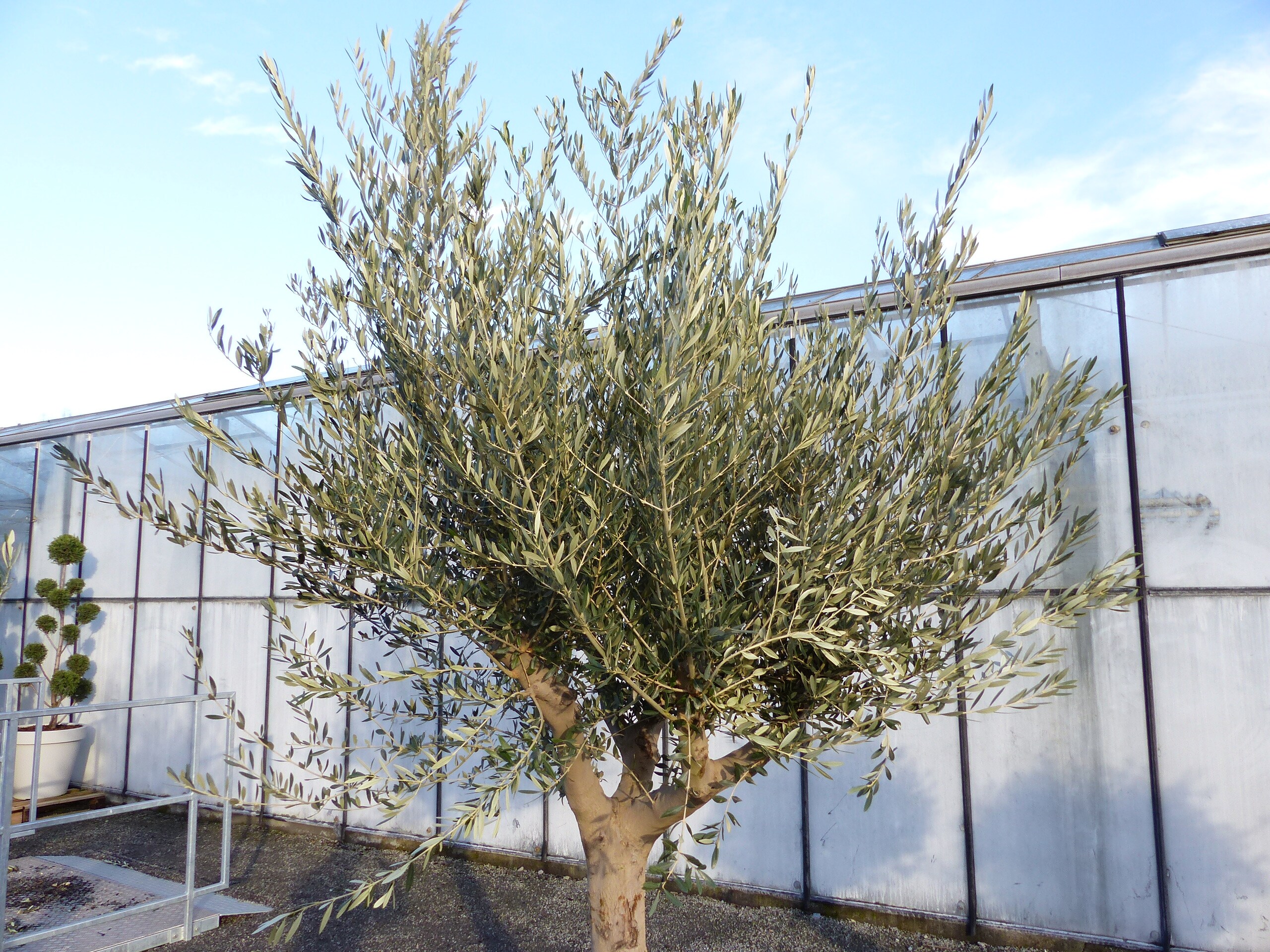 taxus media hillii 80 100 Taxus media Hillii