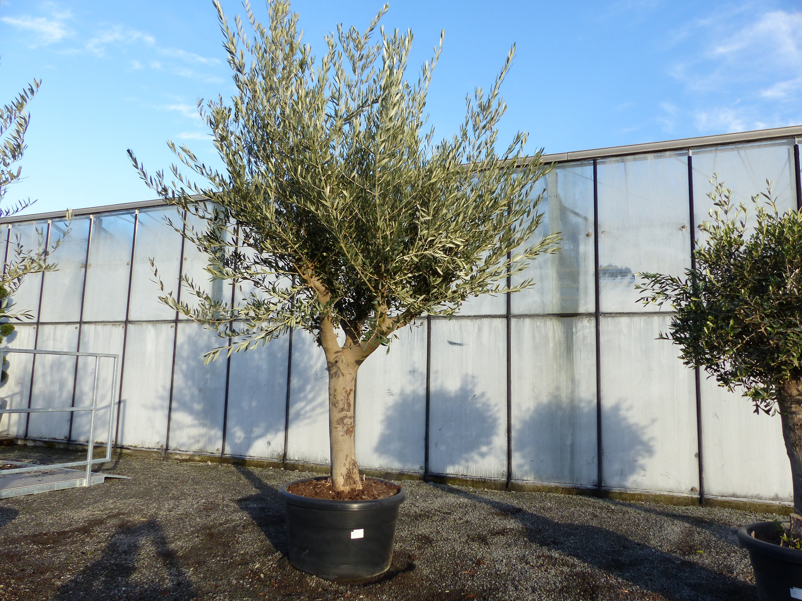 Olivenbaum Hojiblanca 210 - 260 cm, Olive extra winterhart, Olea europaea  bei Marktkauf online bestellen
