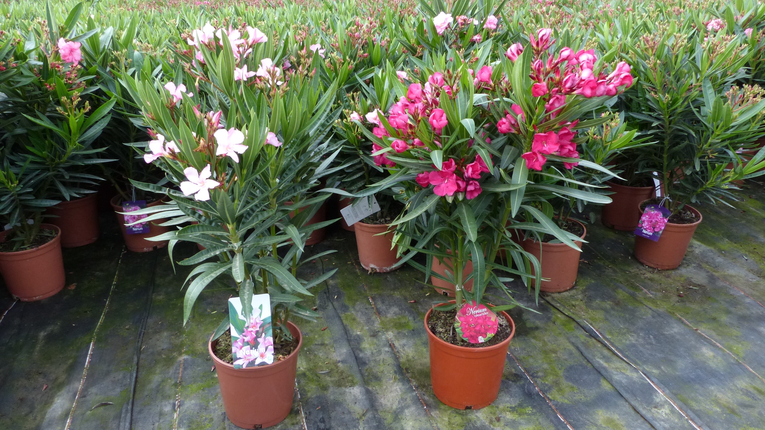 Oleander Busch 65 cm Nerium Rosenlorbeer Premium rot oder rosa 