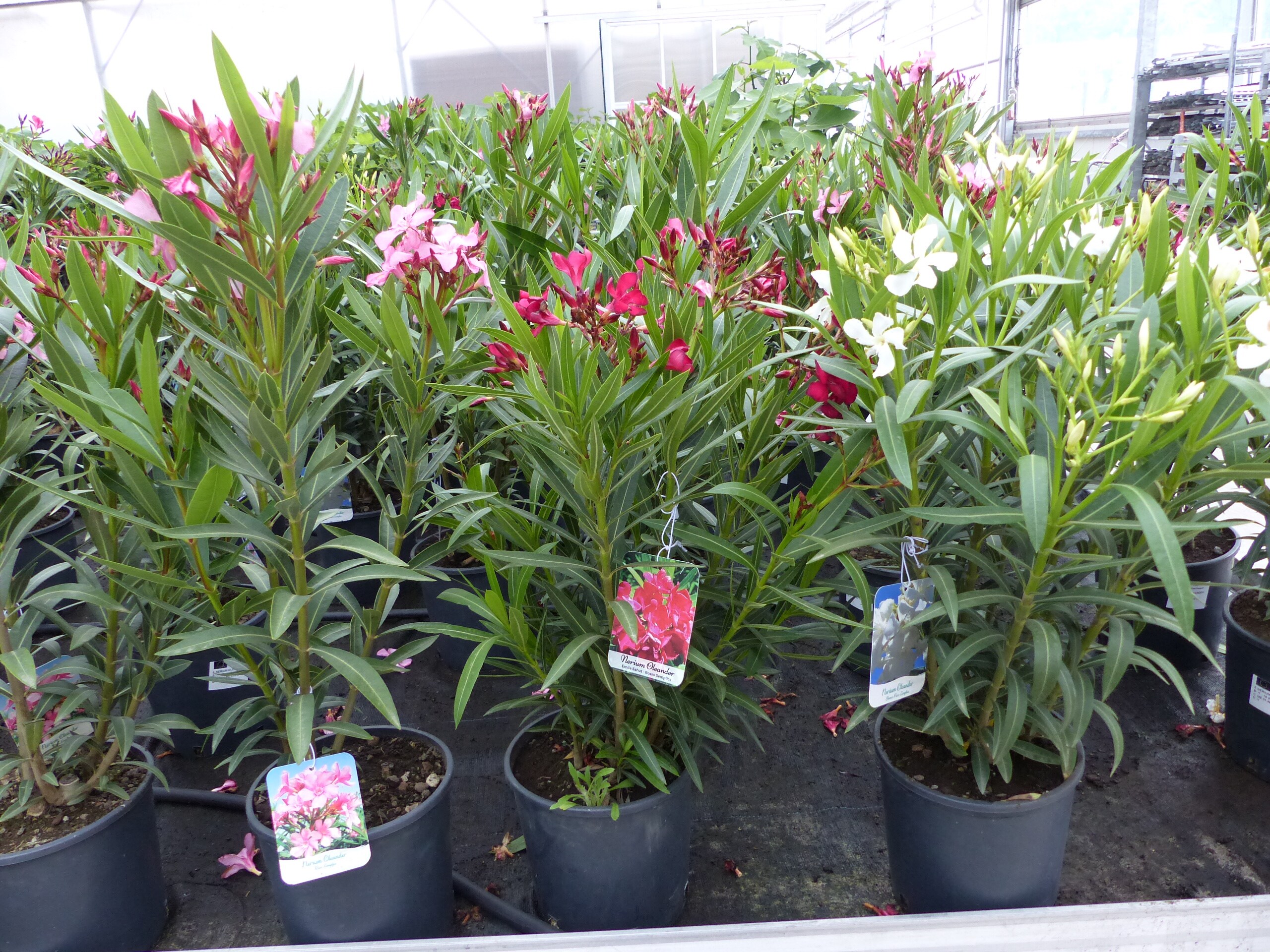 Oleander Busch 80 cm Nerium Rosenlorbeer Premium rot, rosa oder wei&szlig; 