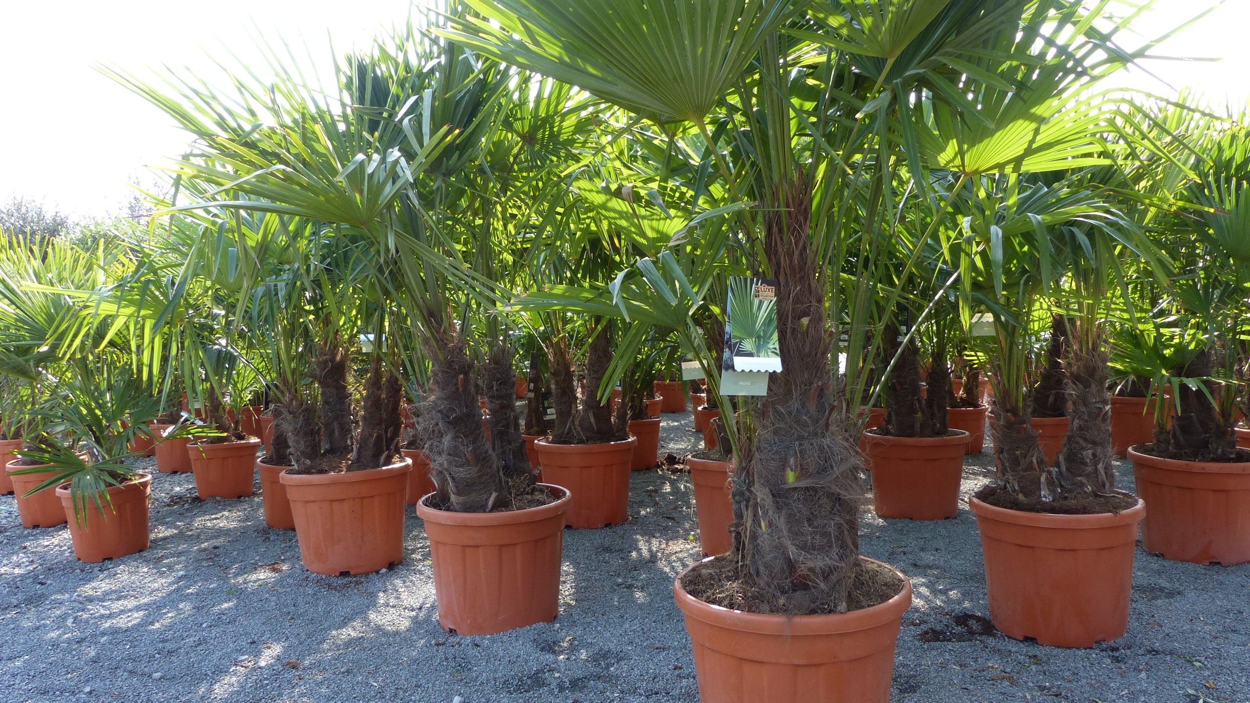 mehrst&auml;mmig Trachycarpus Fortunei Palme, winterhart 170 - 180 cm 