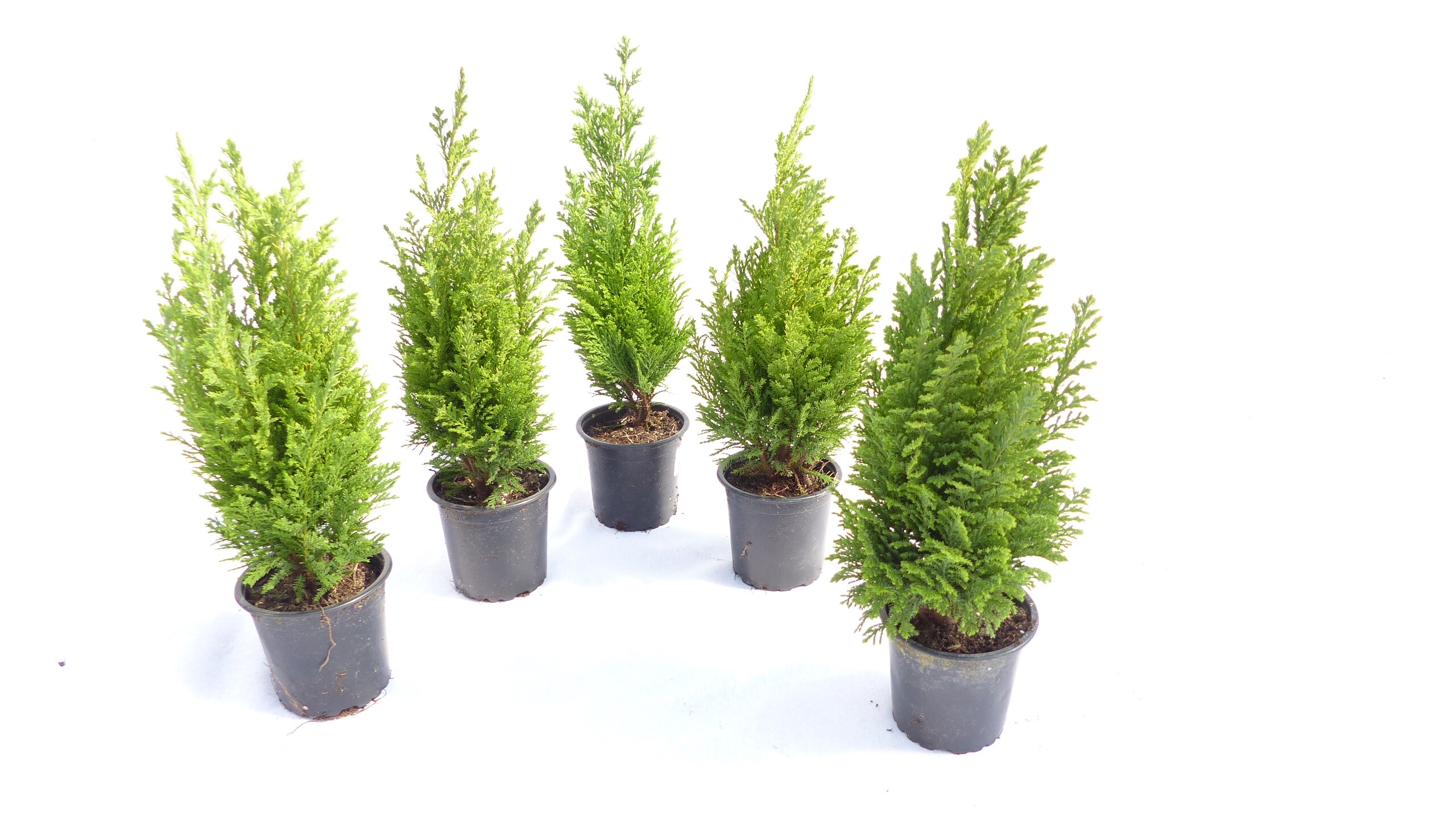 100 Premium winterharte Koniferen 25 - 40 cm Ellwoodii "Empire" Zypresse Hecke Konifere 