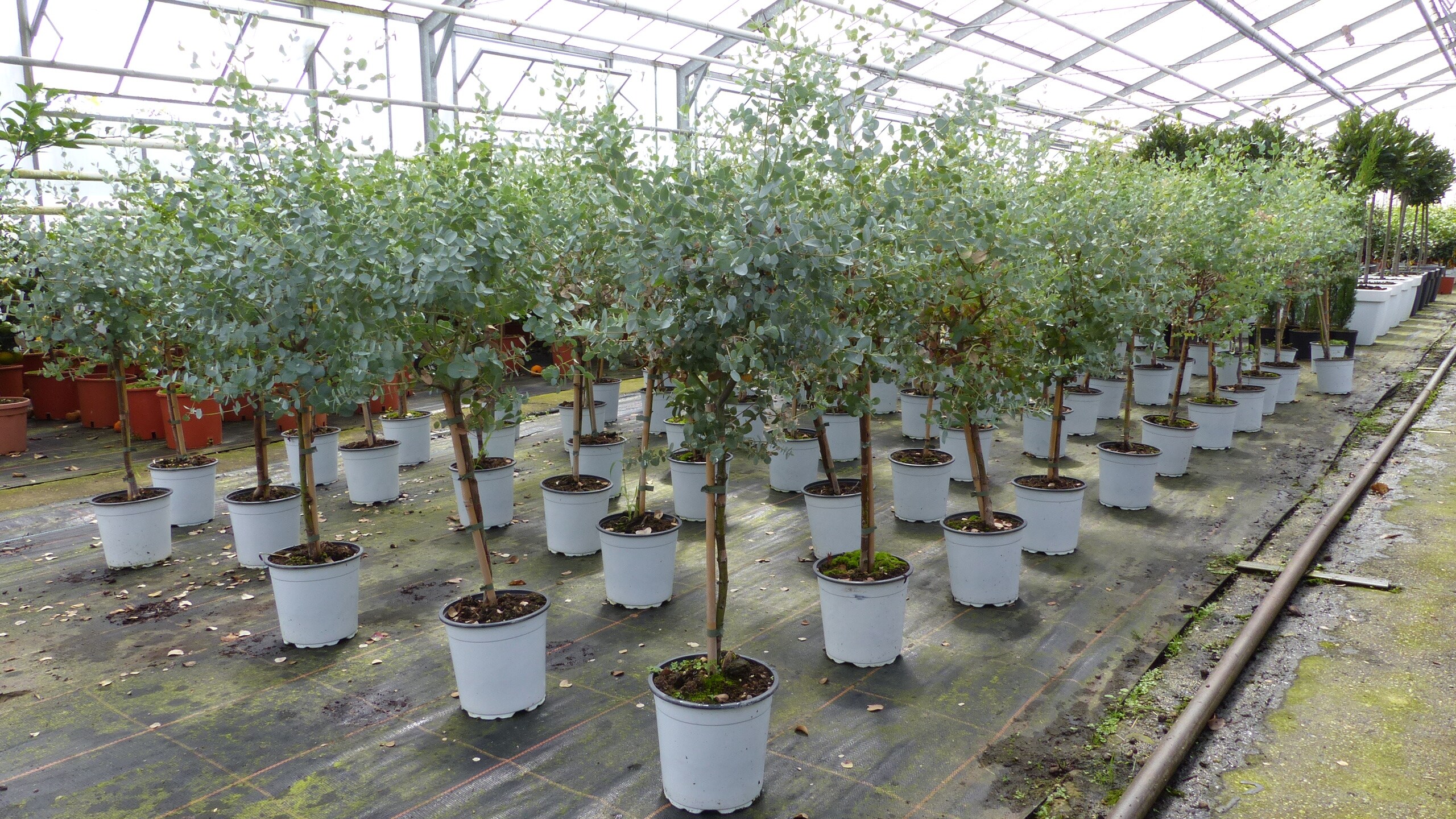 Eucalyptus Gunni Stamm Eukalyptusbaum, 70 - 90 cm, Pflanze winterhart 