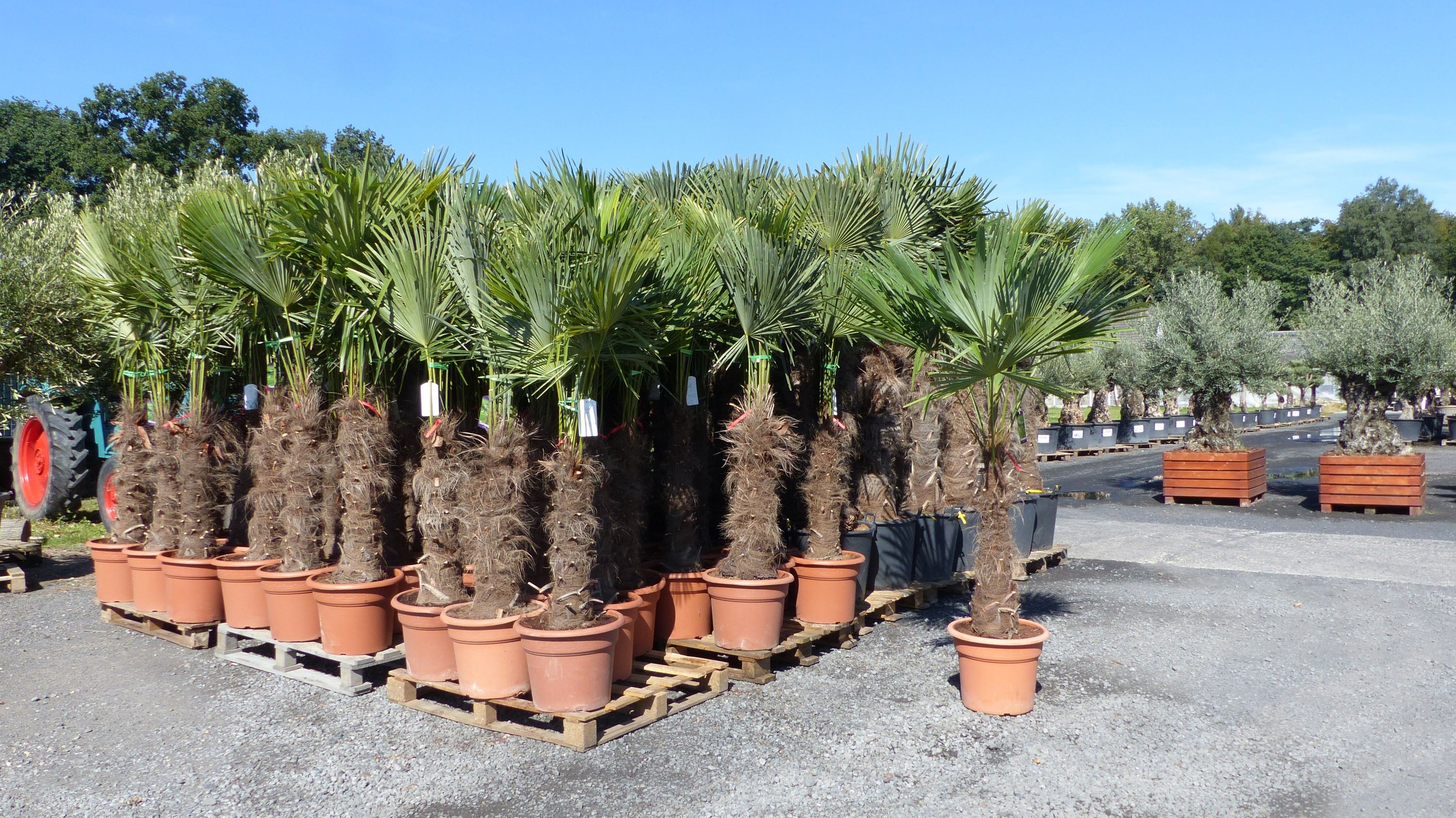 gruenwaren: XXXL 220-250 cm, Stamm 80 cm, Trachycarpus fortunei Hanfpalme, winterharte Palme bis -18&deg;C 