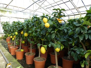 Grünwaren: echter Zitronenbaum 70 - 100 cm Zitrone Citrus Limon Zitruspflanze 