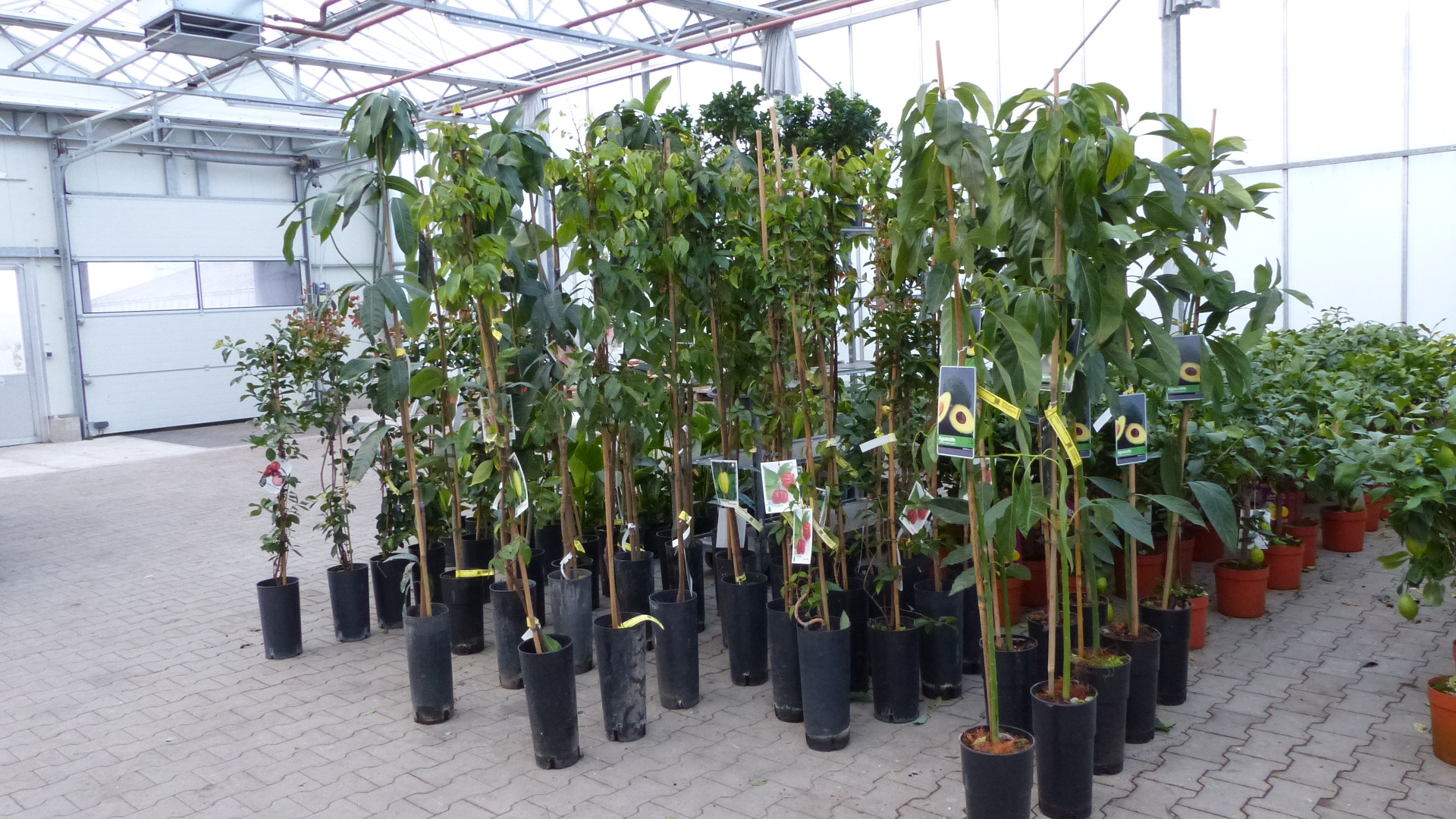 Avocadobaum Avocado Hass 140-170 cm veredelt, Persea americana Avocadopflanze, tropische Fr&uuml;chte Pflanze 