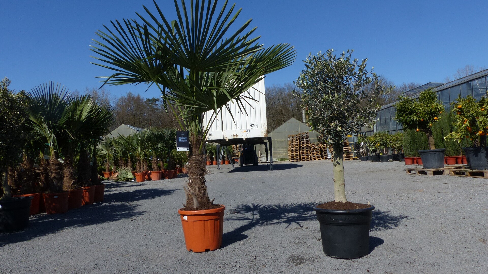 Olivenbaum + XXL Palme im Set, beste Qualit&auml;t, winterhart, Trachycarpus Olive 