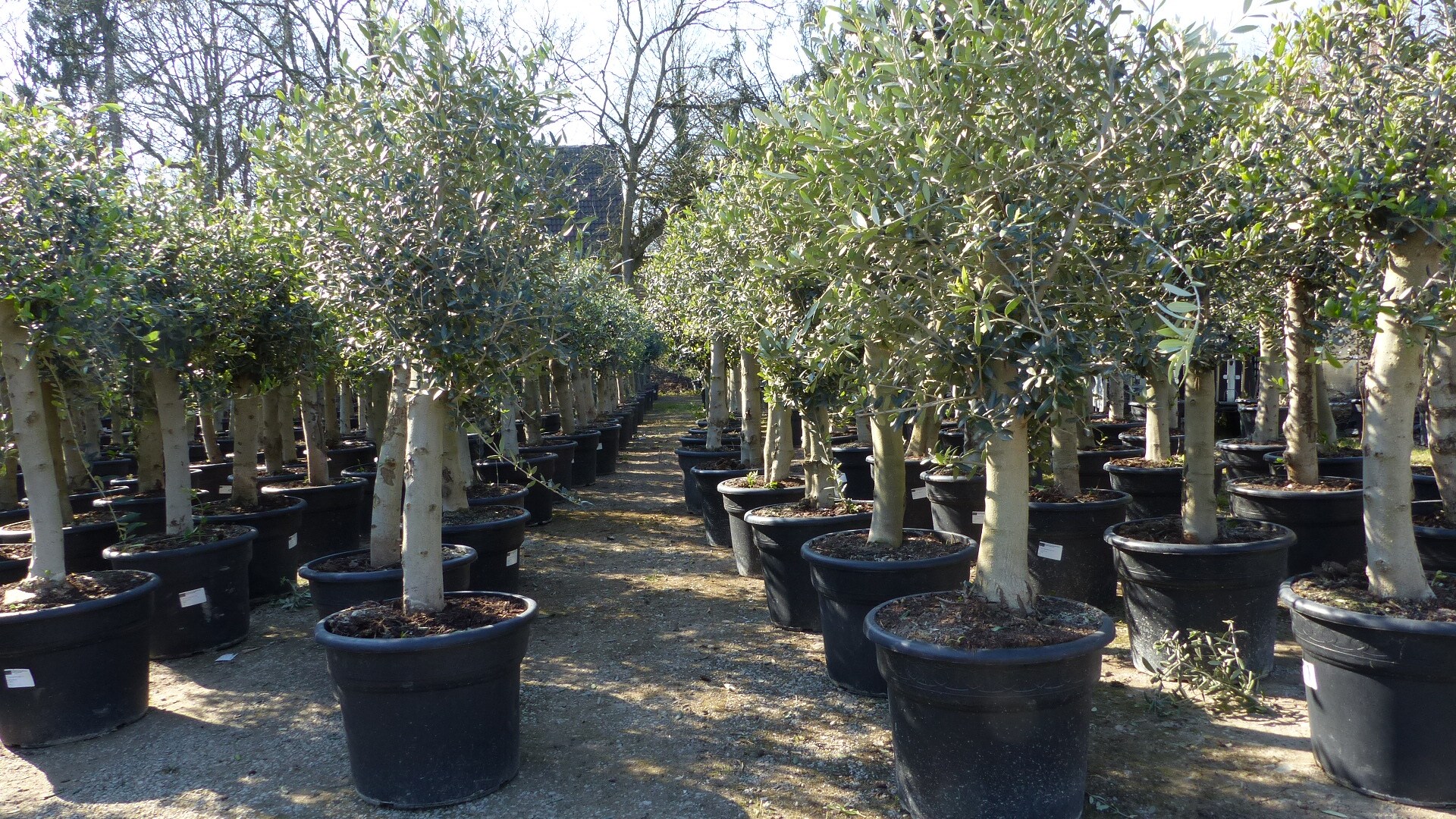 olivenbaum mundenheim Olivenbaum – Olea europaea ‘Hojiblanca’ (Netz) (Colosso) (F8)