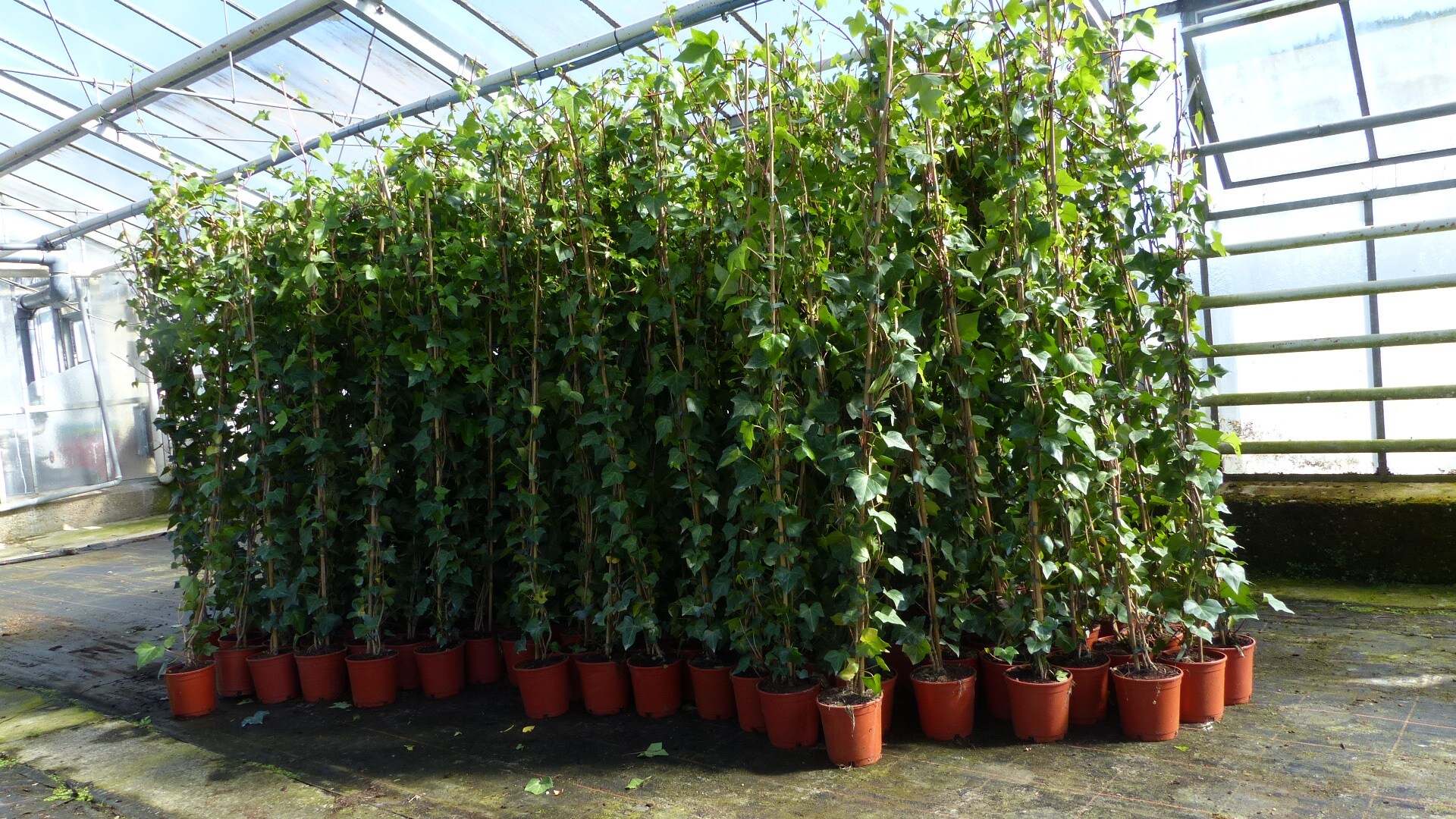 4 Stck Efeu Pflanze Hedera helix 180 - 200 cm Pyramide Sule winterhart  Kletterpflanze Hecke Sichtschutz blickdicht bei Marktkauf online bestellen