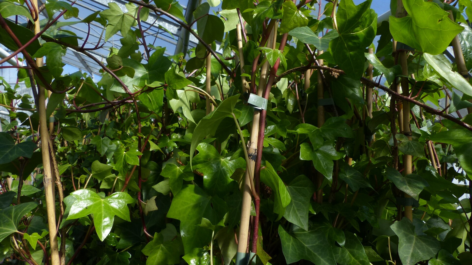 4 Stck Efeu Pflanze Hedera helix 180 - 200 cm Pyramide Sule winterhart  Kletterpflanze Hecke Sichtschutz blickdicht bei Marktkauf online bestellen