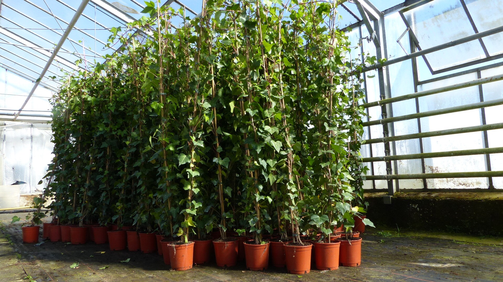 4 Stck Efeu Pflanze Hedera helix 180 - 200 cm Pyramide Sule winterhart  Kletterpflanze Hecke Sichtschutz blickdicht bei Marktkauf online bestellen