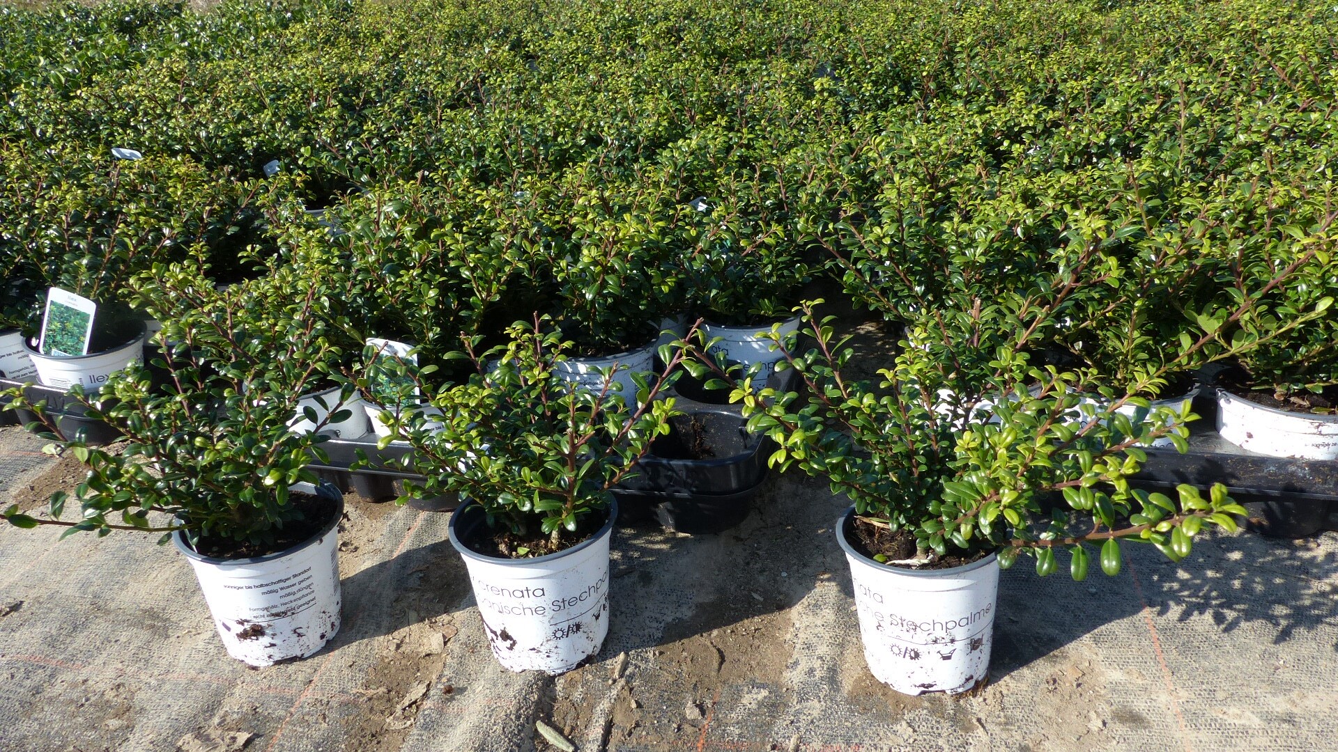 50 St&uuml;ck Ilex crenata Stokes Heckenpflanze Buchsbaum Ersatz winterhart + robust 