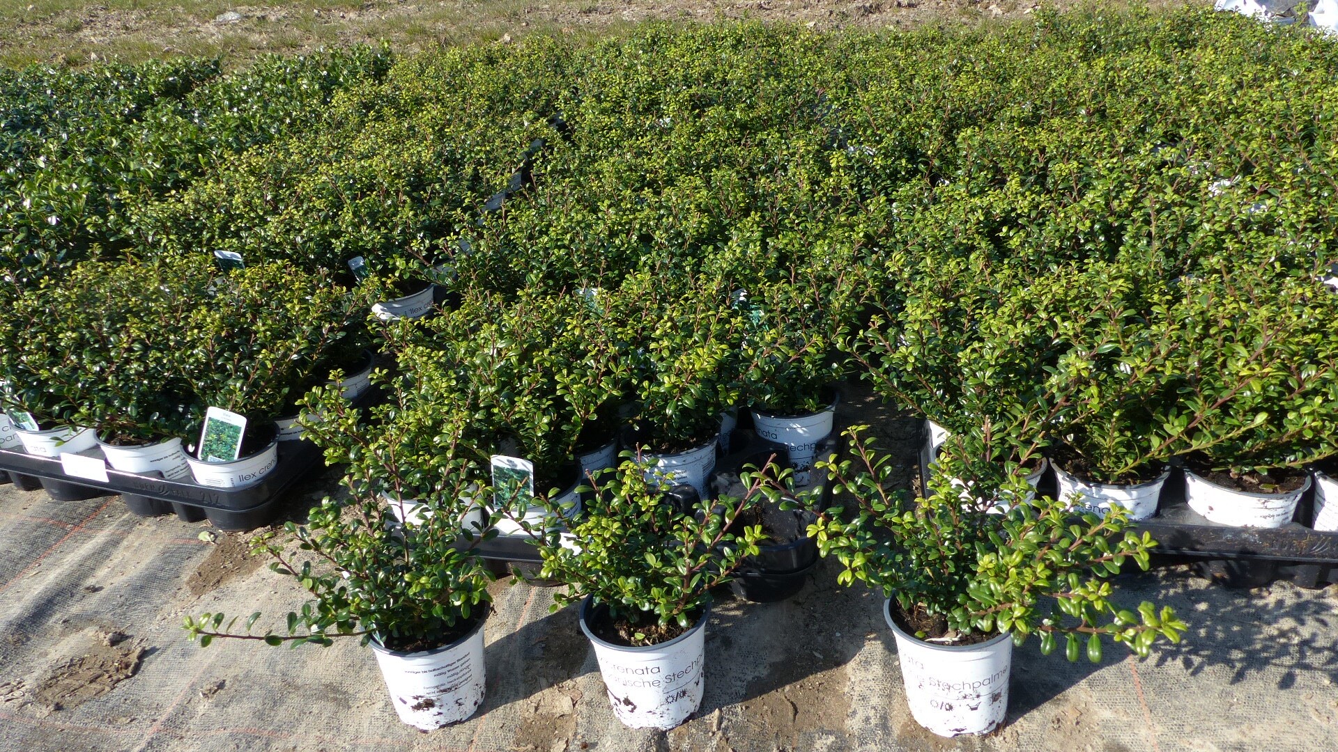100 St&uuml;ck Ilex crenata Stokes Heckenpflanze Buchsbaum Ersatz winterhart + robust 